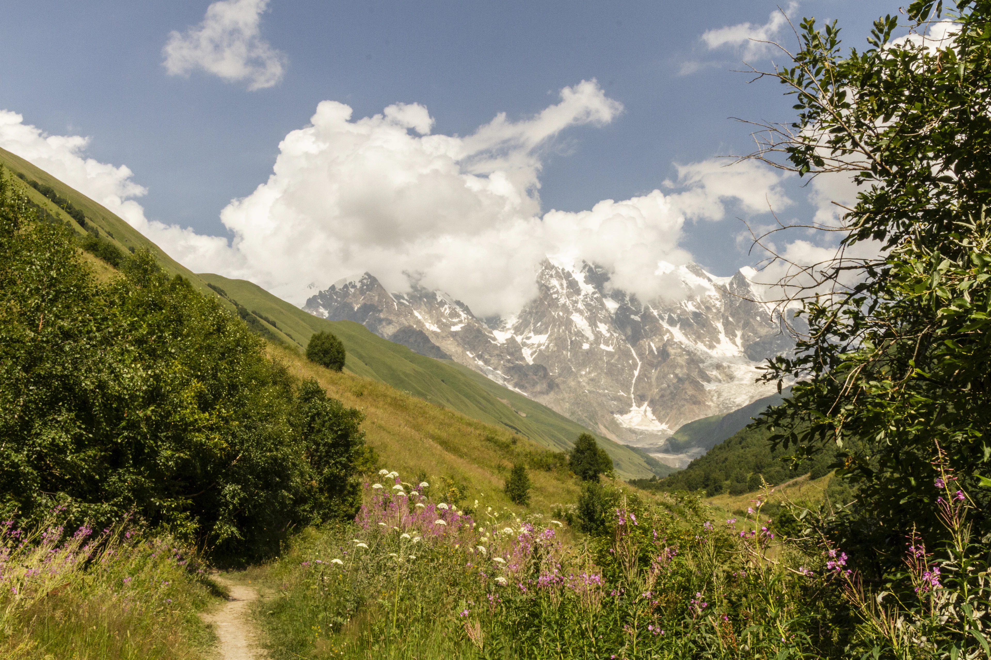 A summer path through flowering meadows towards the snow-capped peaks of the Greater Caucasus, Georgia