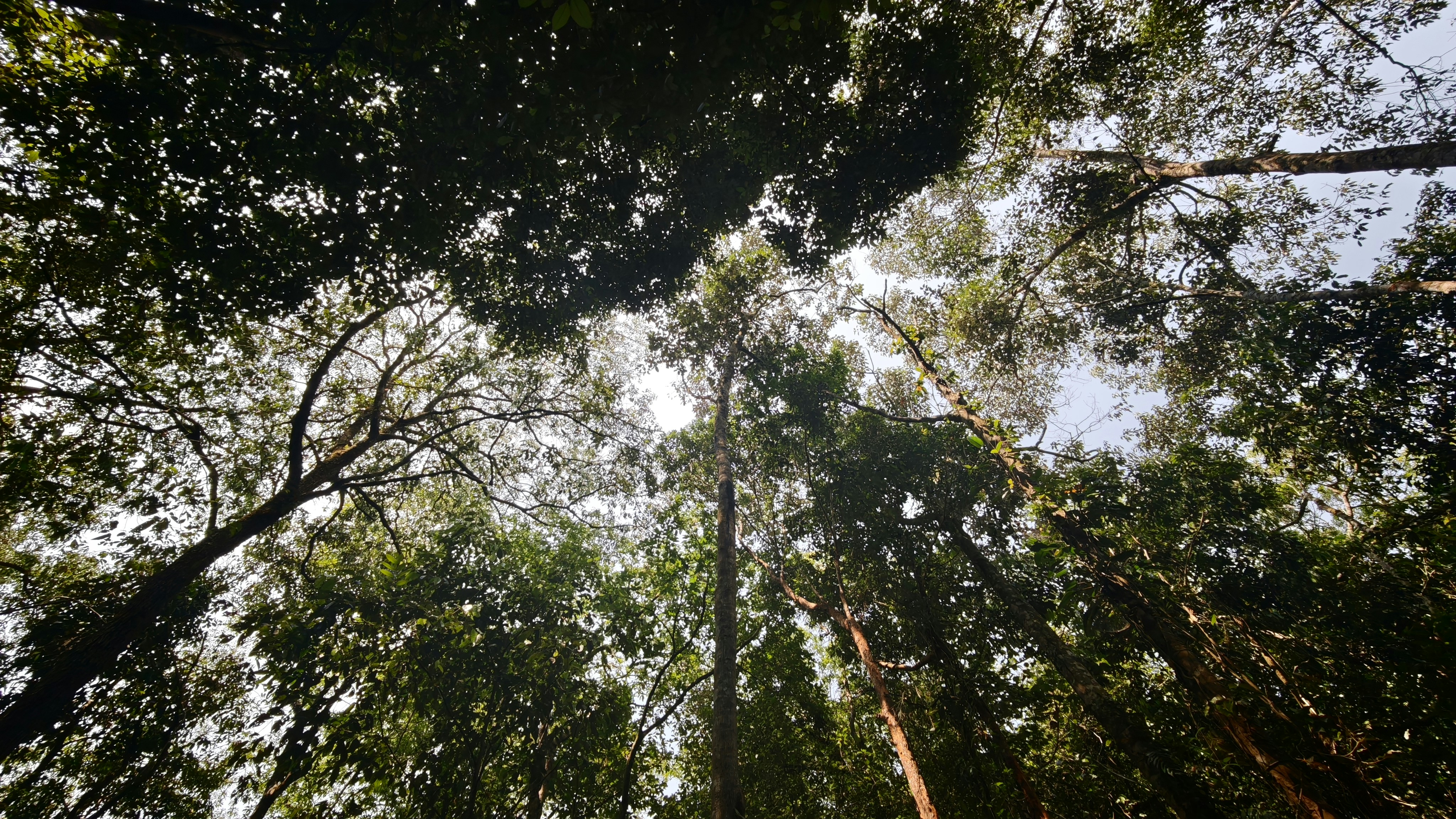 A low angle view looking up into the dense canopy of a forest