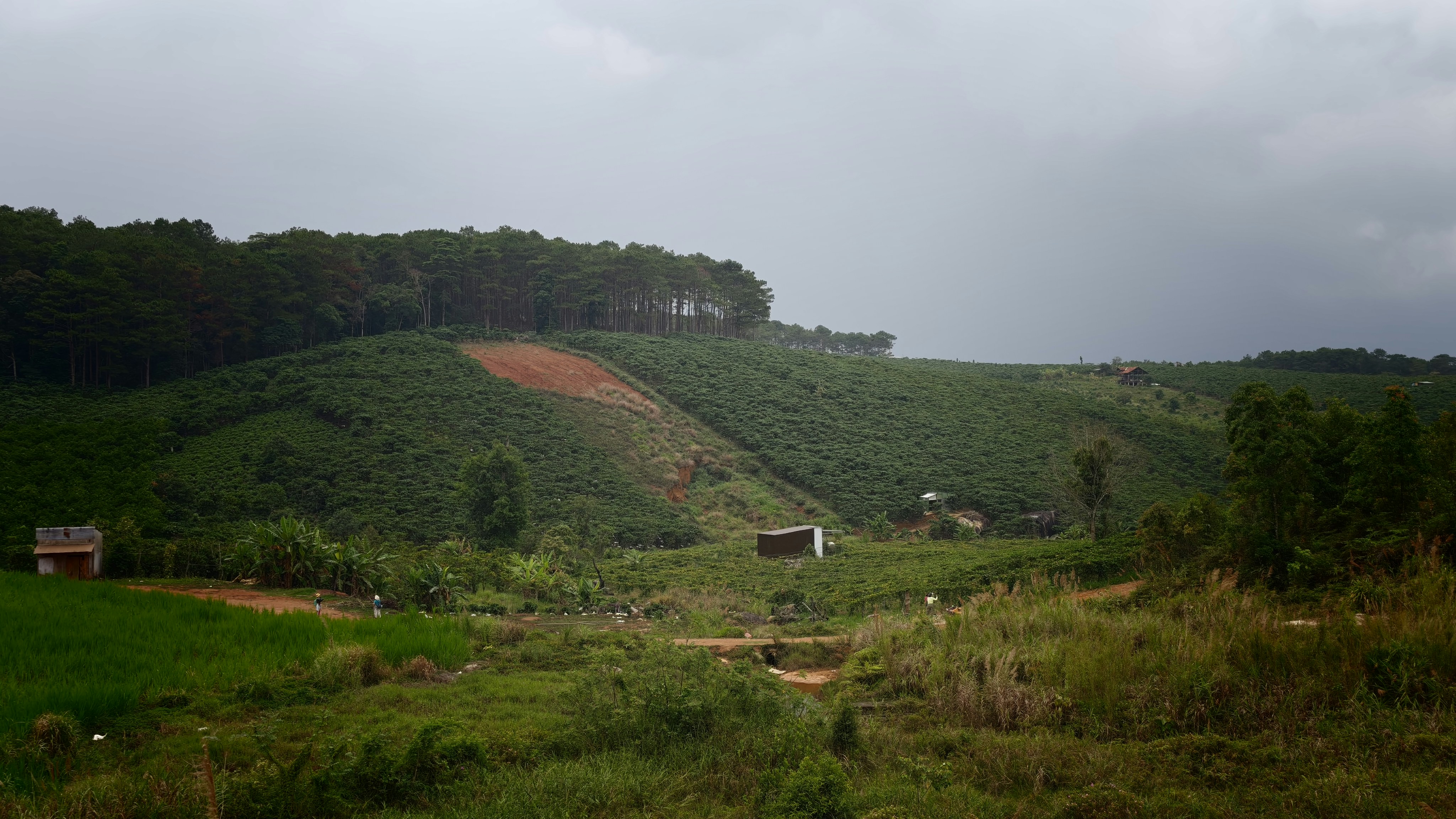 A green hillside with a pine forest under a cloudy grey sky