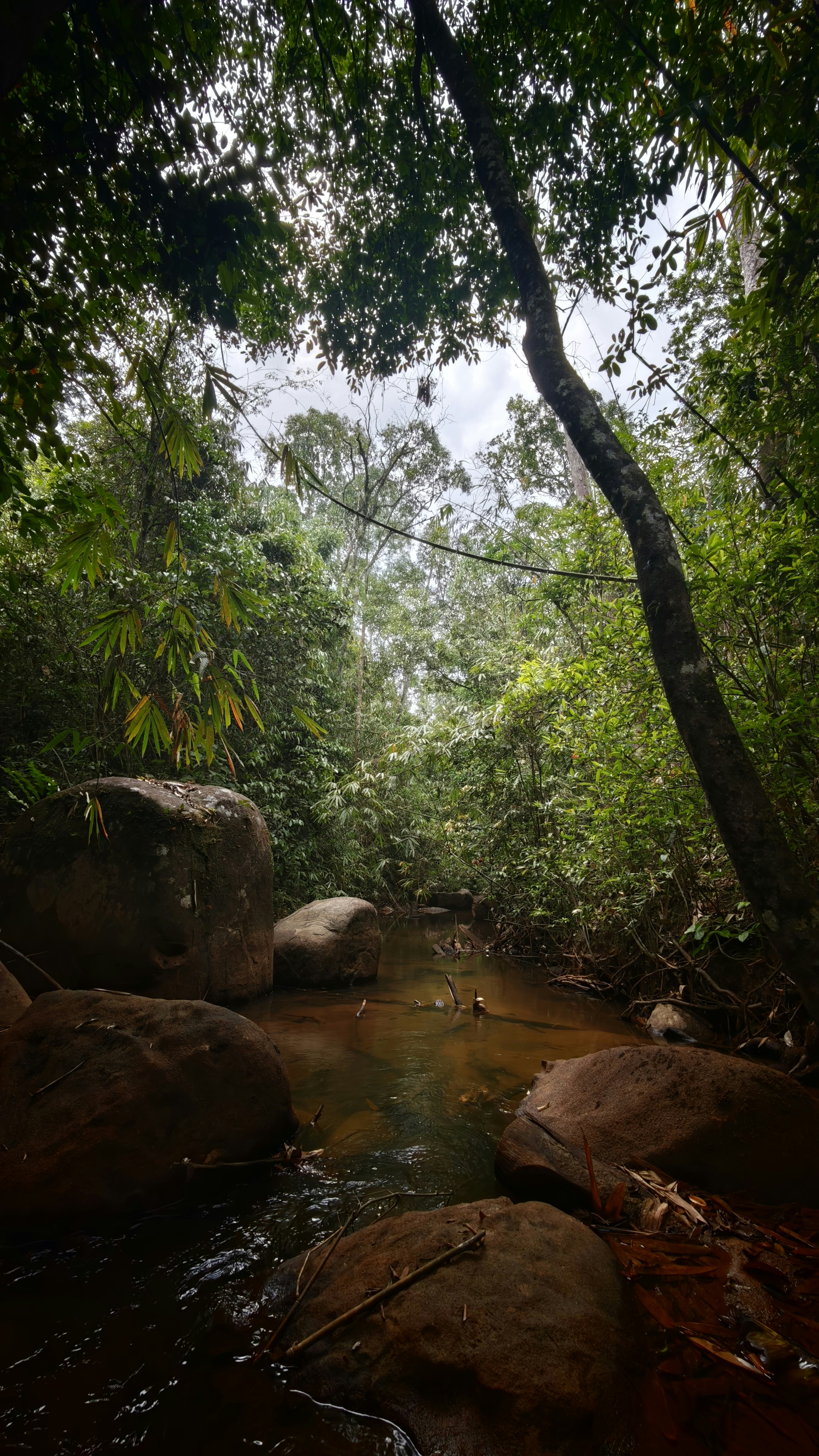 A narrow stream flowing between large smooth boulders in a dense tropical forest