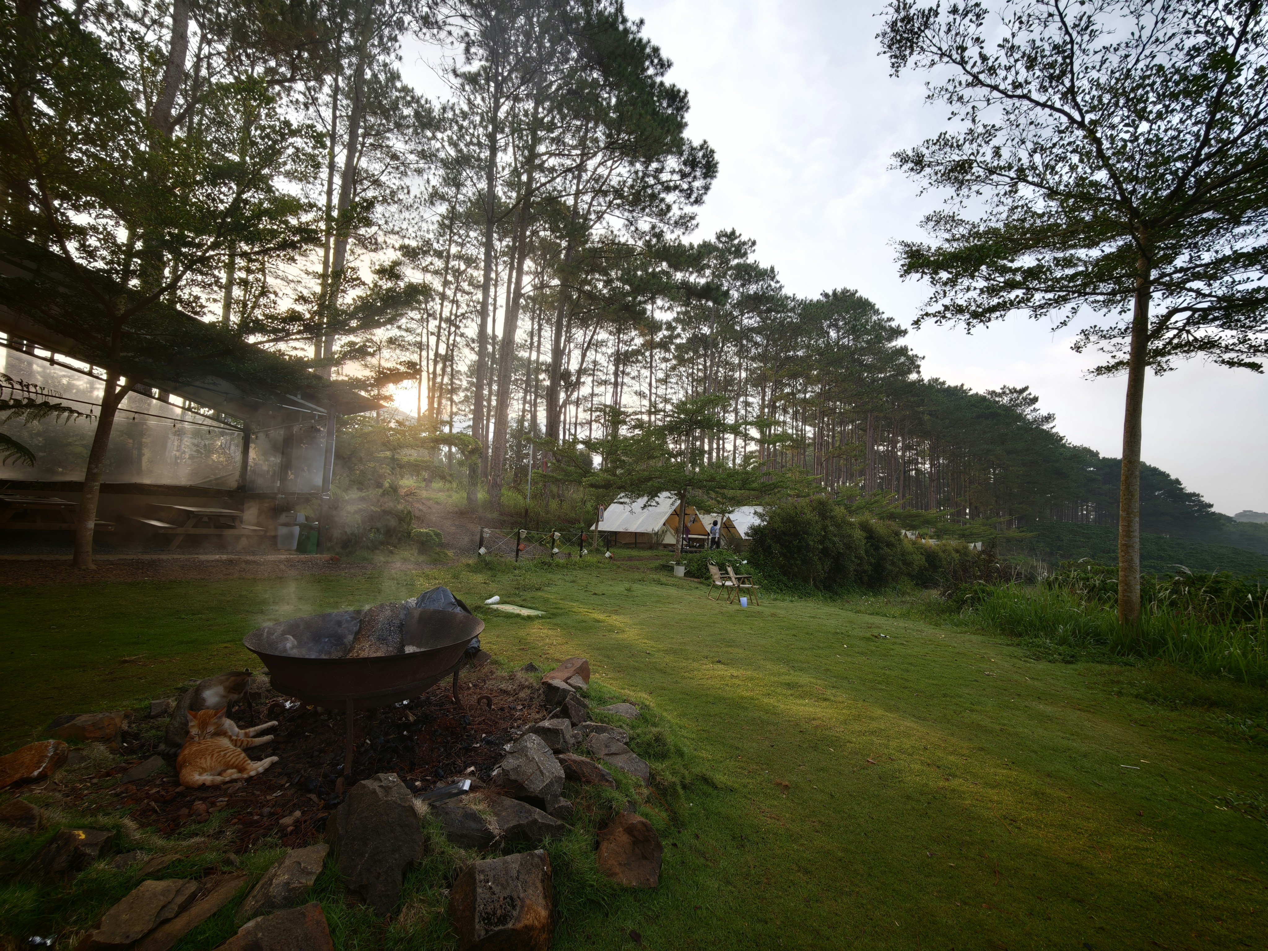 A fire pit with two cats in a grassy clearing among pine trees