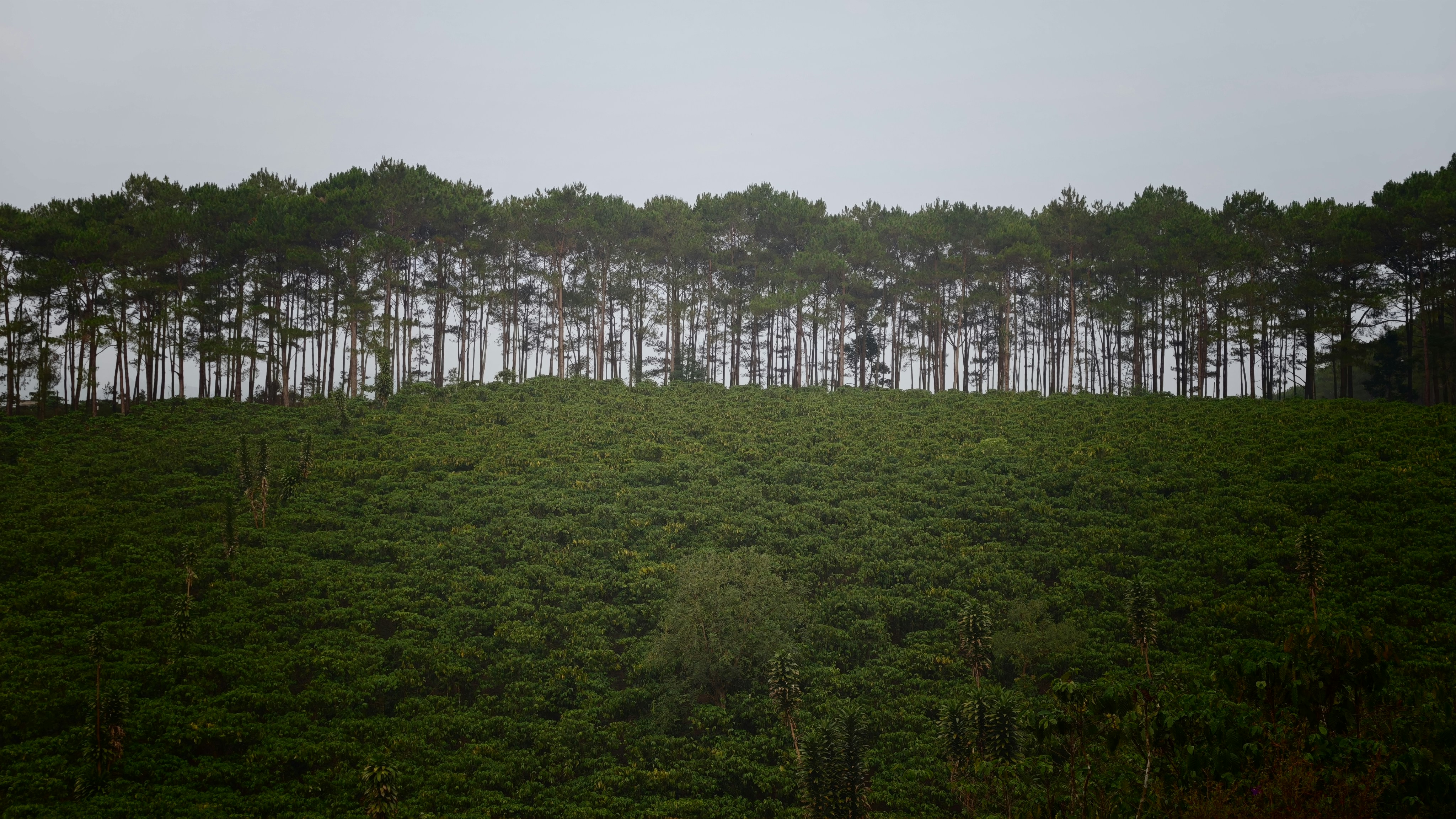 A dense green coffee plantation on a hillside below a line of pine trees