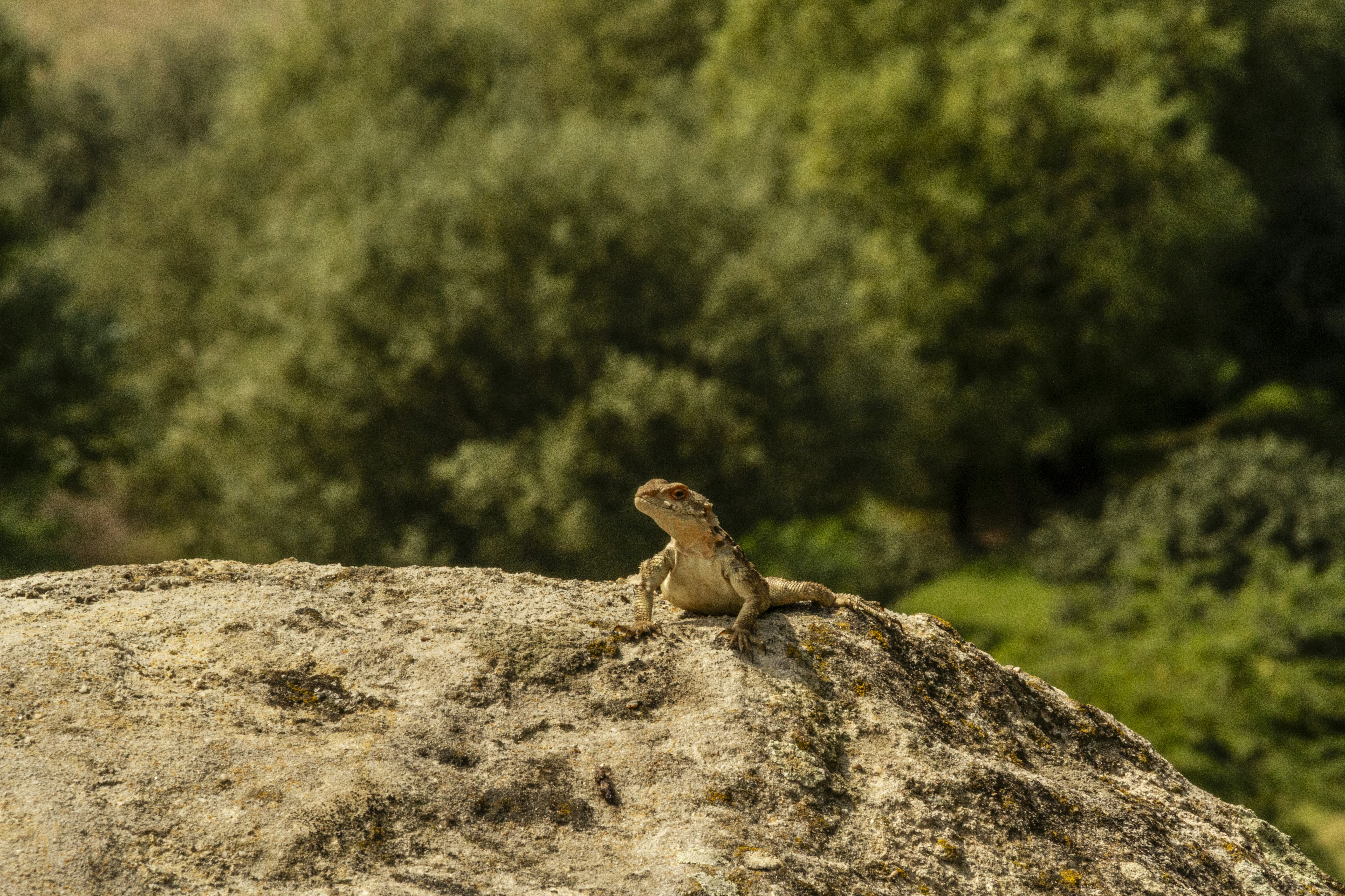 A lizard on a textured rock with a blurred green forest background