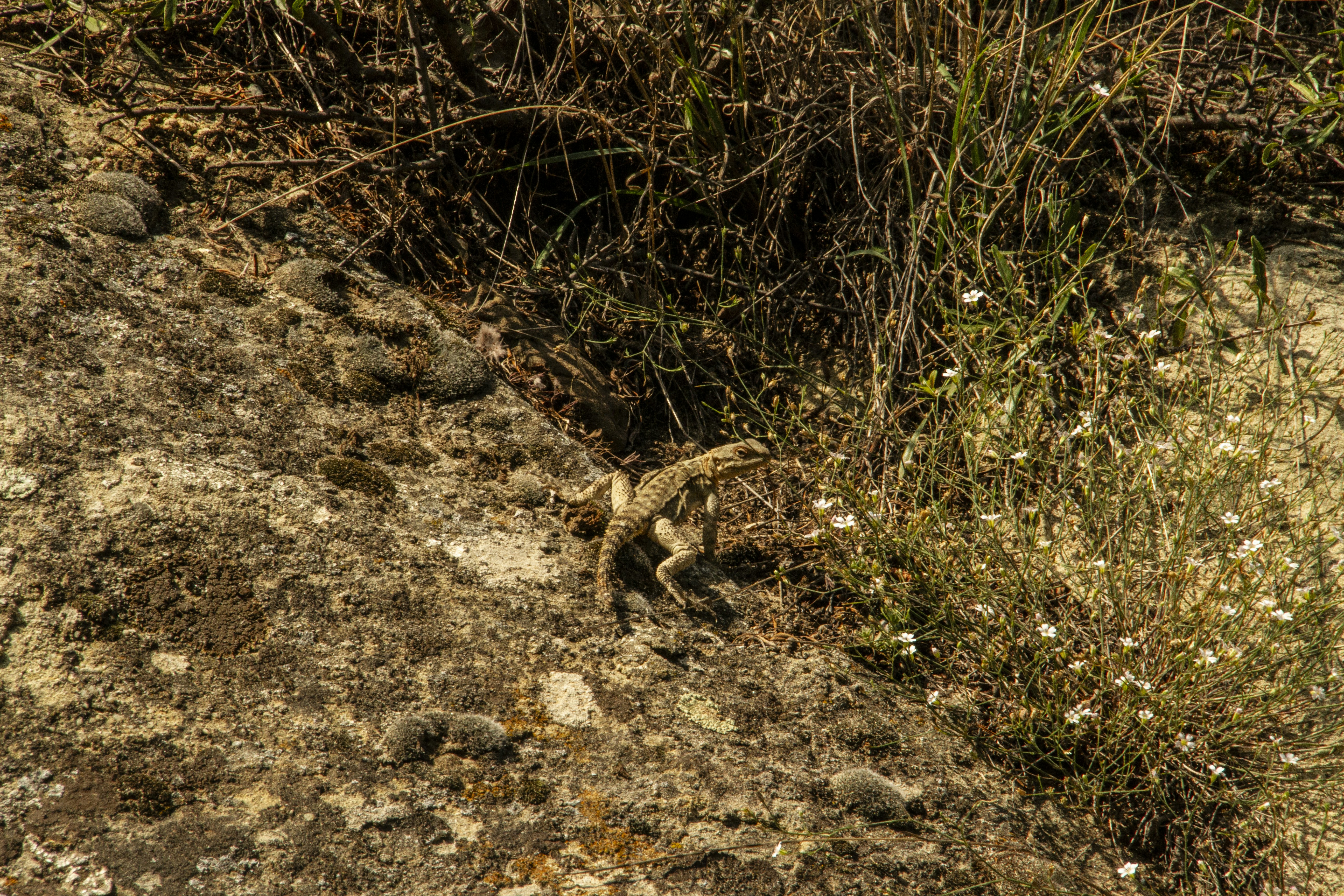 A brown lizard on a textured rock beside small white flowers and grass