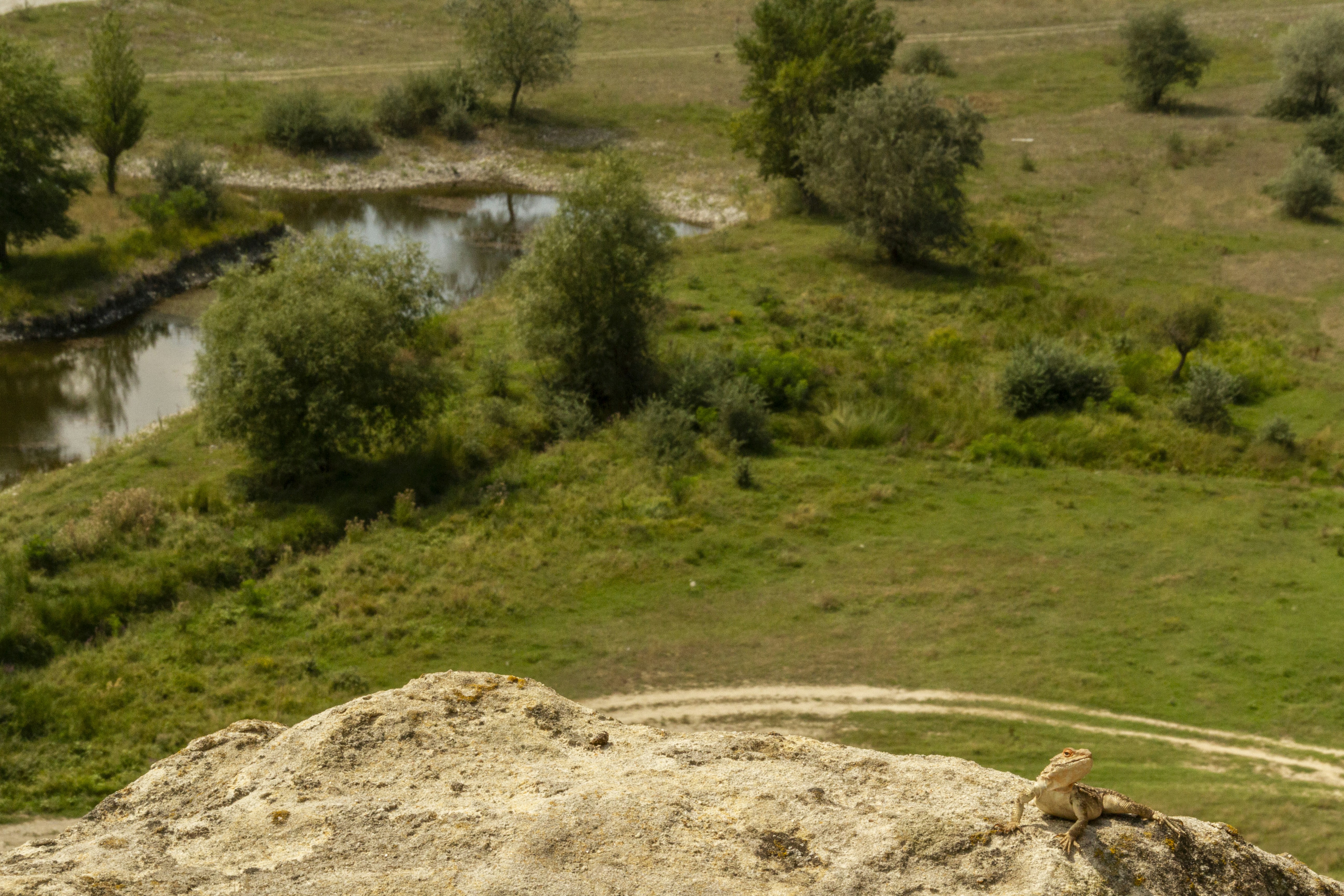 A bearded dragon on a rocky ledge overlooking a green valley with a stream