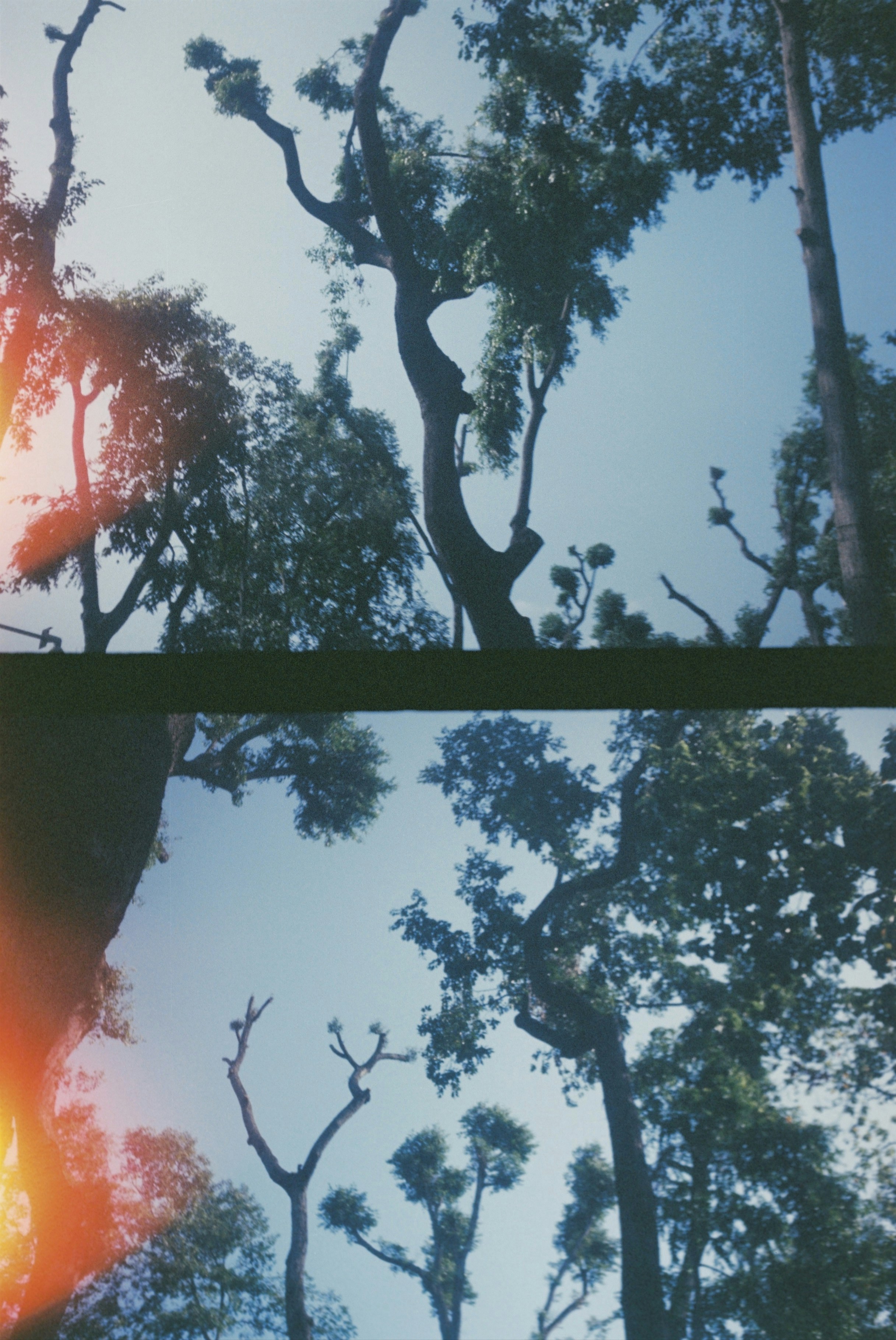 Low angle view of tree branches against a clear blue sky with light leaks