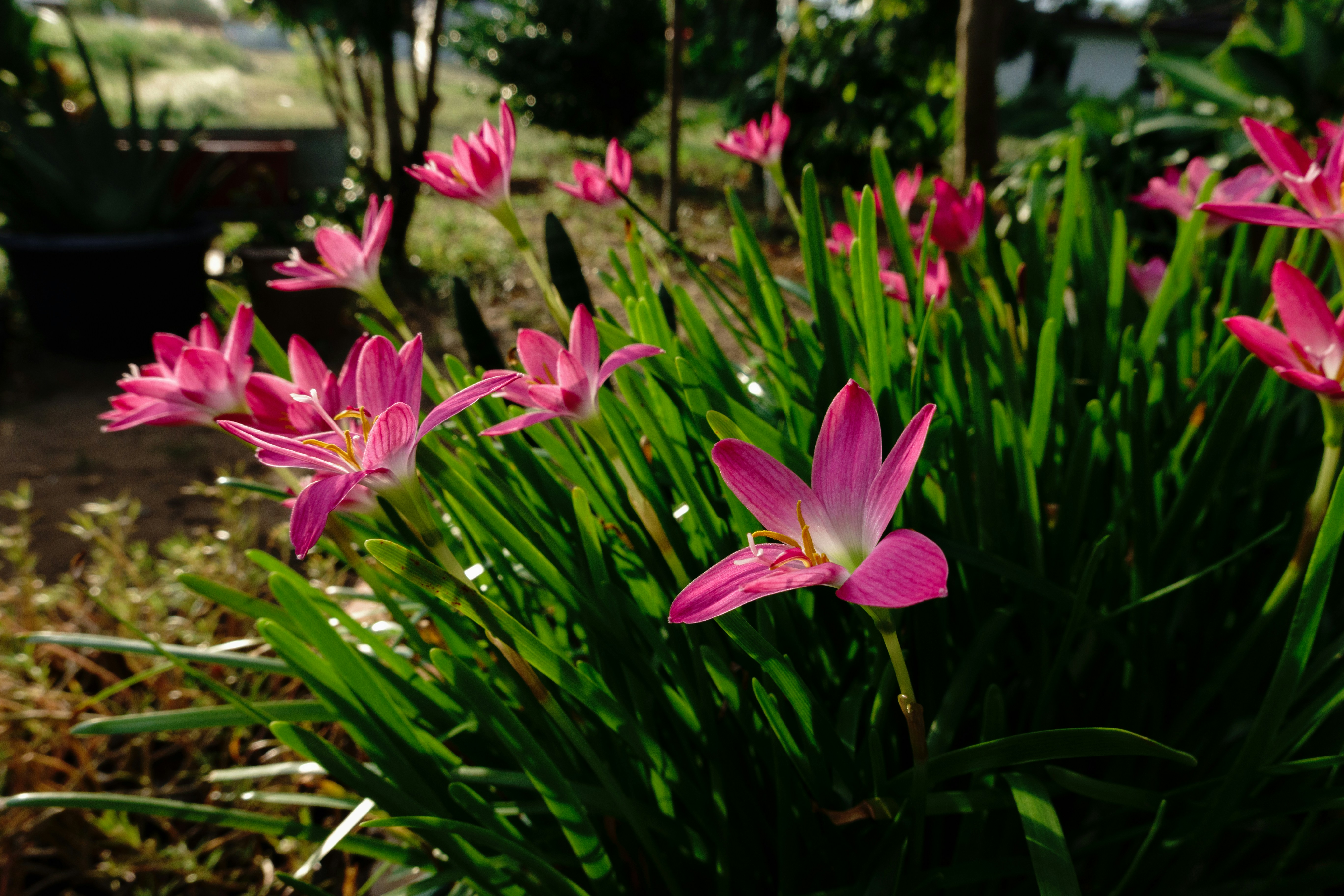 Pink rain lilies blooming among green grass in a sunlit garden