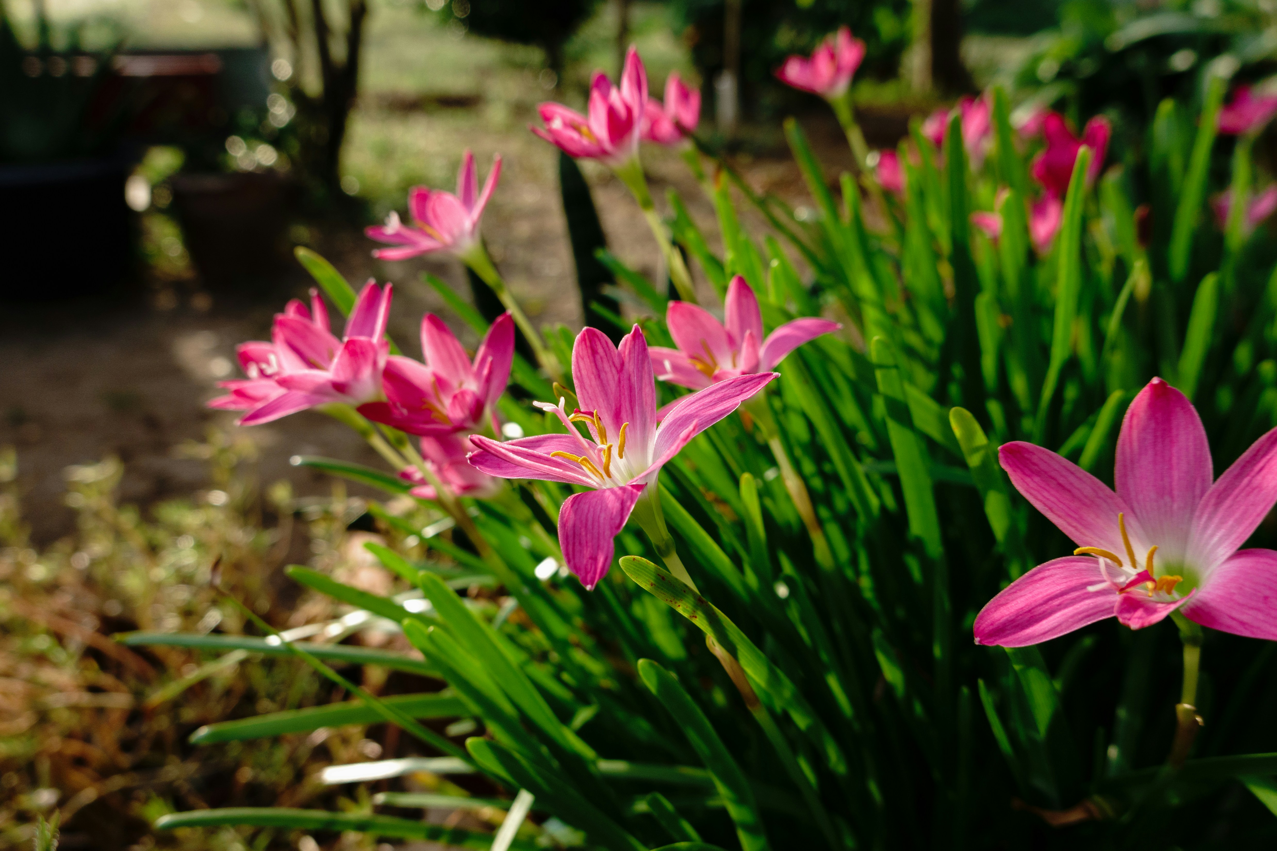 Pink rain lilies blooming among green grass in a sunlit garden