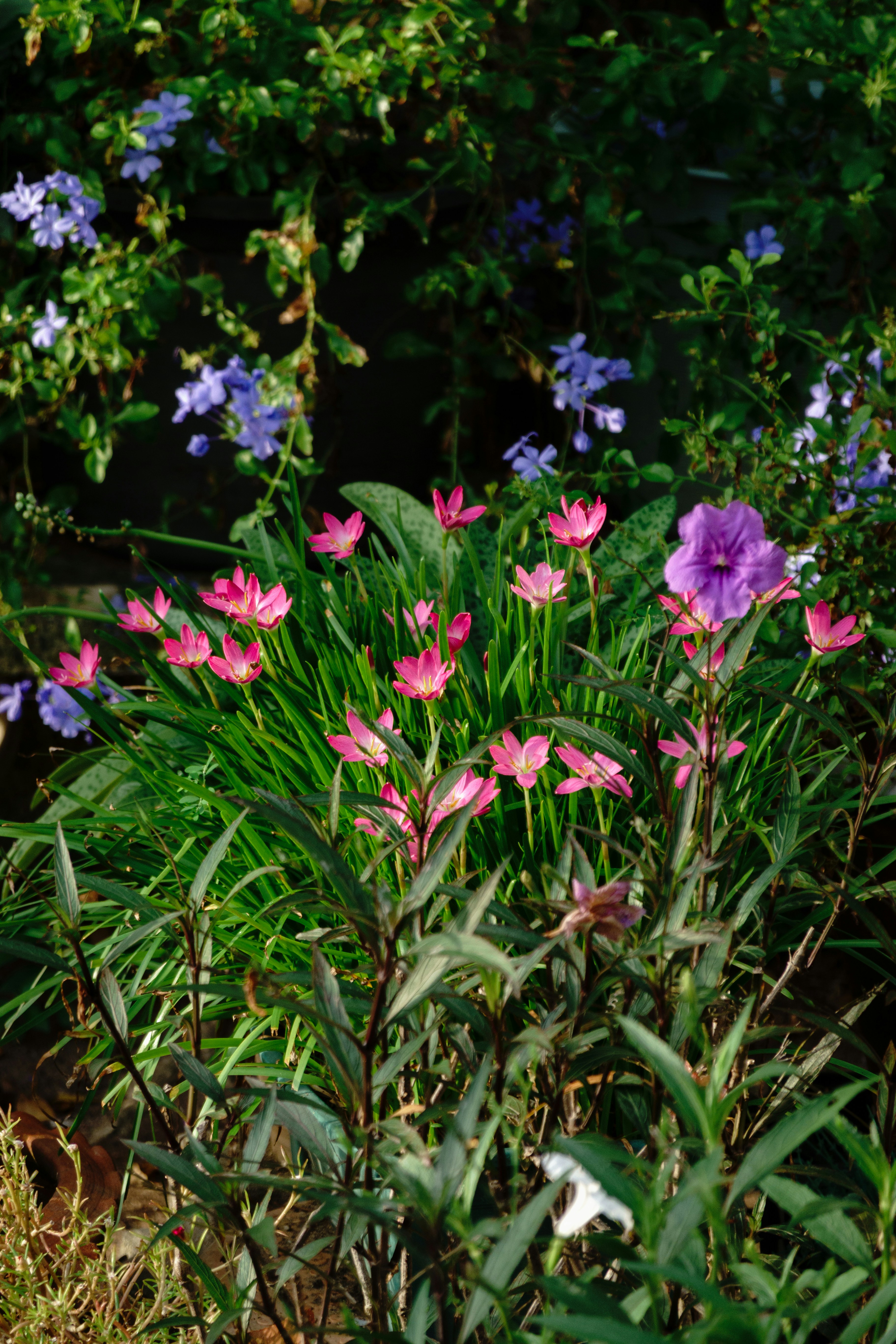 Pink rain lilies blooming among green foliage with small purple flowers in the background