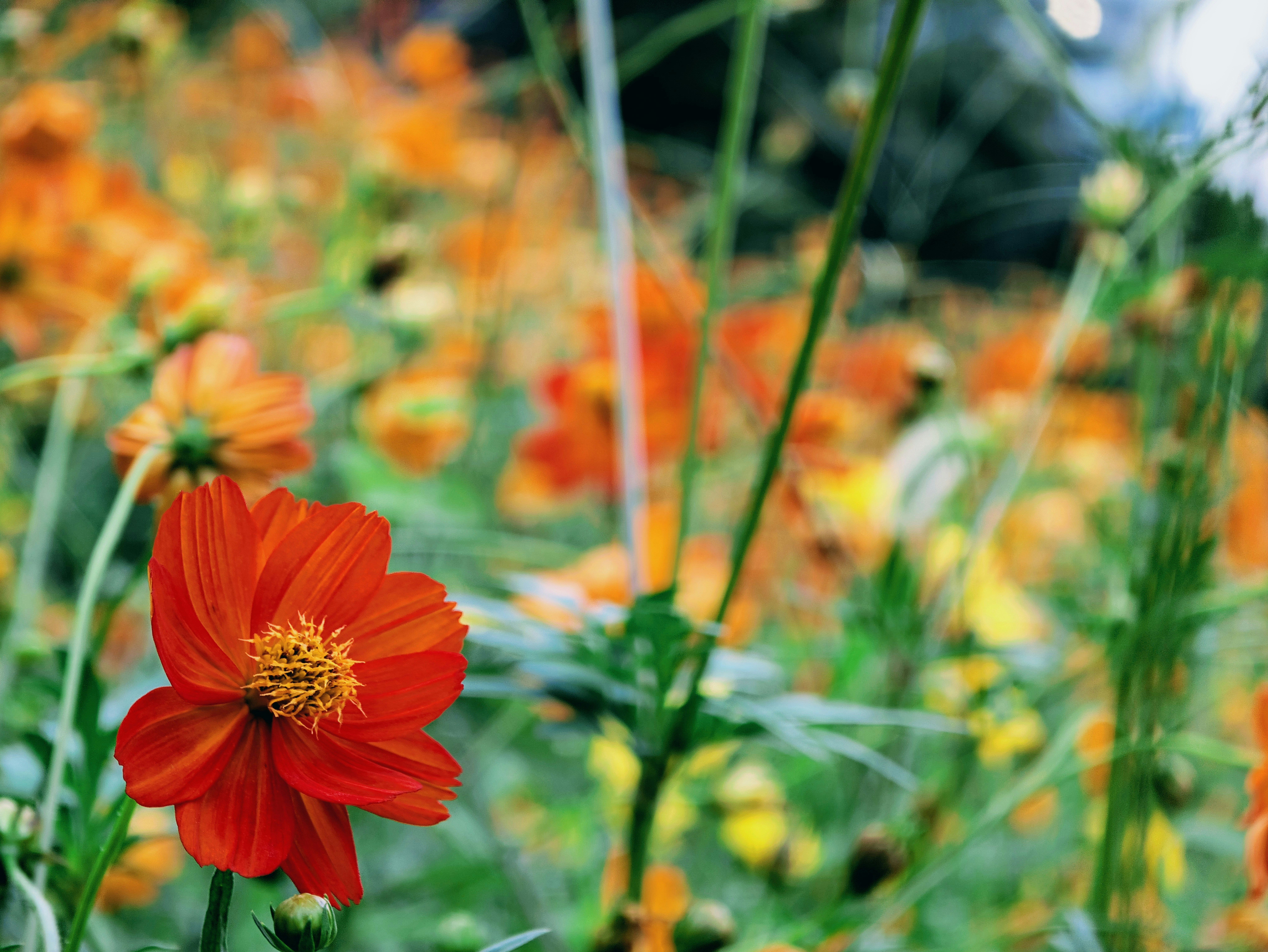 A single orange cosmos flower stands in the focal plane in the foreground, its yellow center sharp, while a mass of the same flowers dissolves into a soft wash of orange and yellow behind it. Soft, even light.