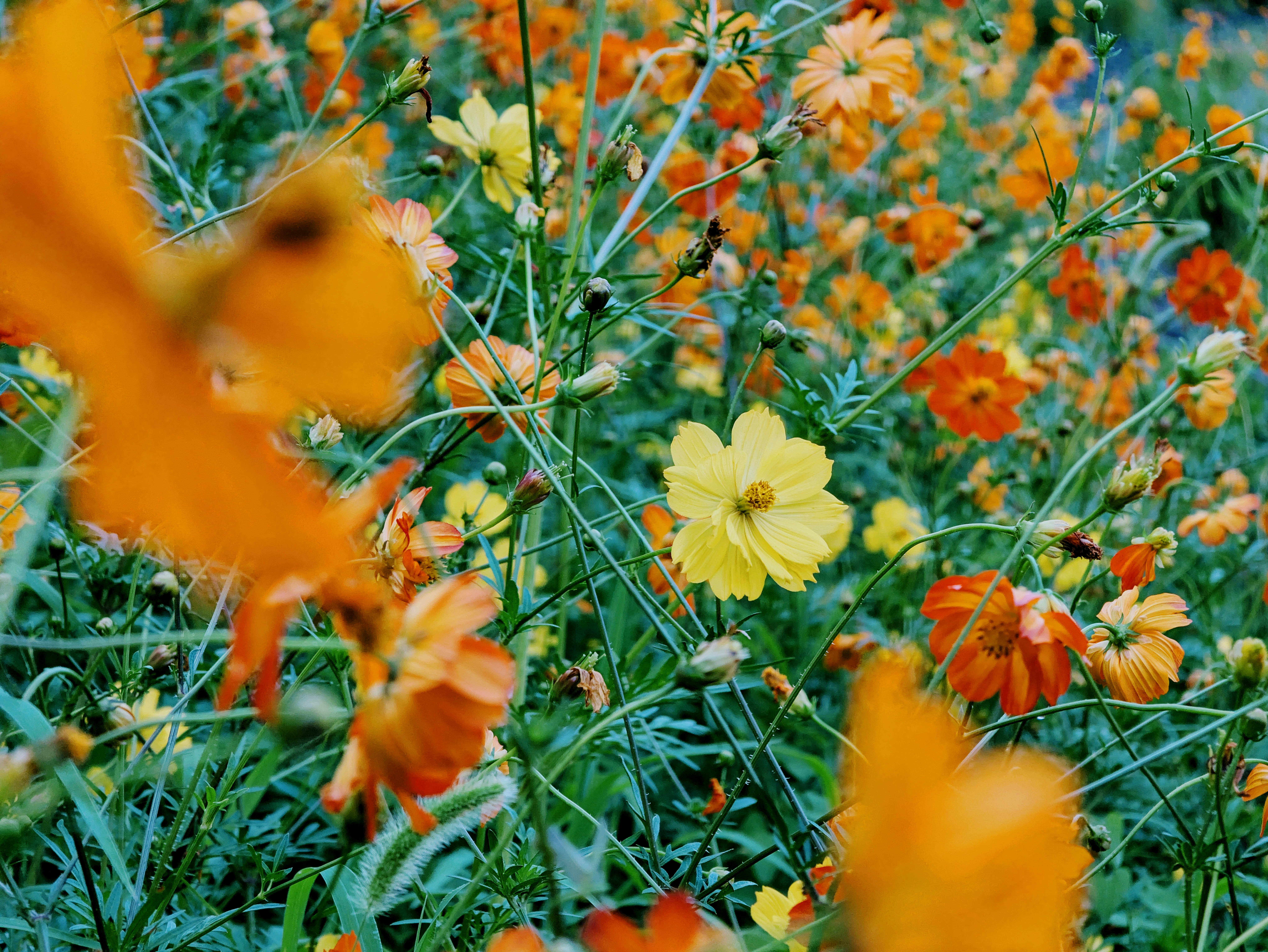 A pale yellow cosmos sits in focus at the center of a dense field of orange and yellow cosmos, with buds and green foliage filling the frame. Out-of-focus blooms drift across the foreground corners, framing the view. Soft light.