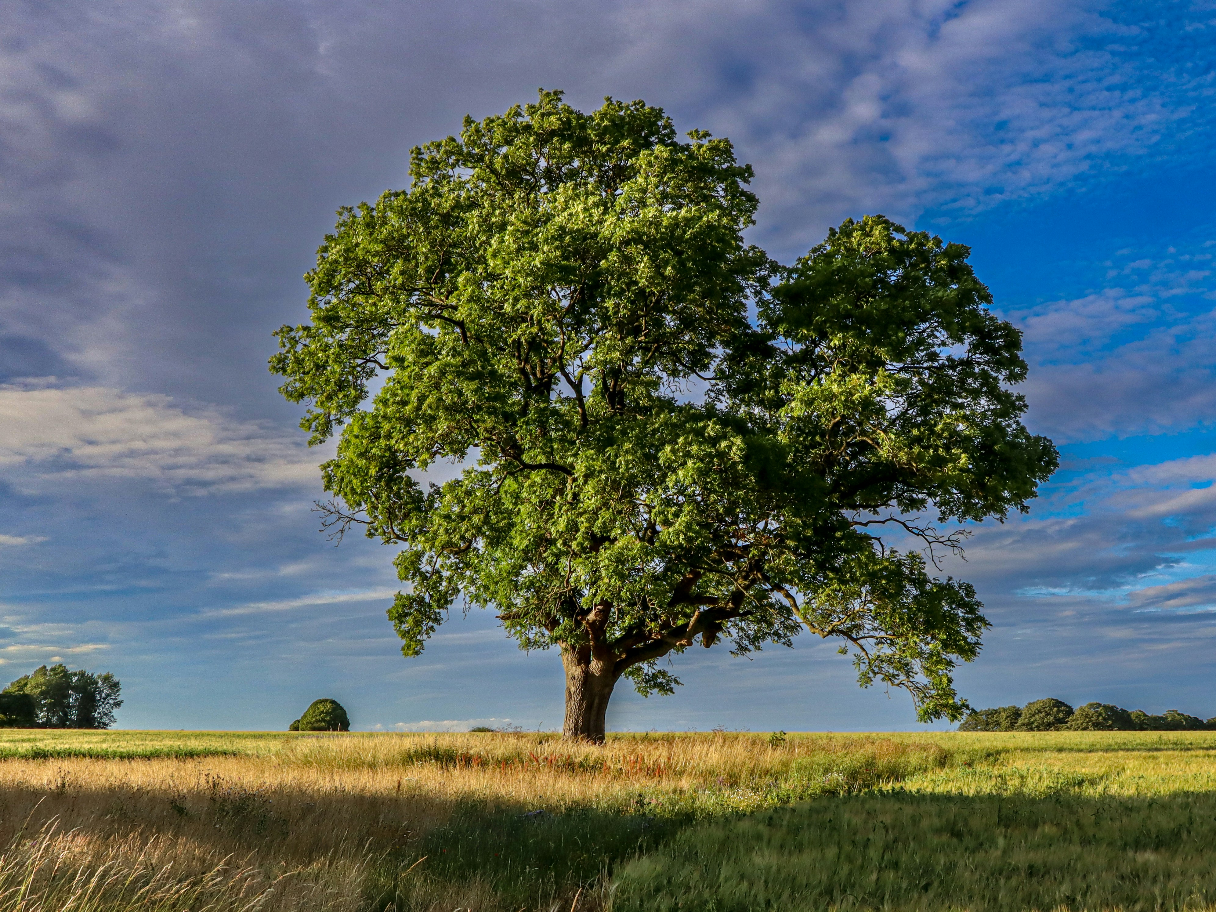 Eine große grüne Eiche auf einem goldenen Feld unter blauem Himmel