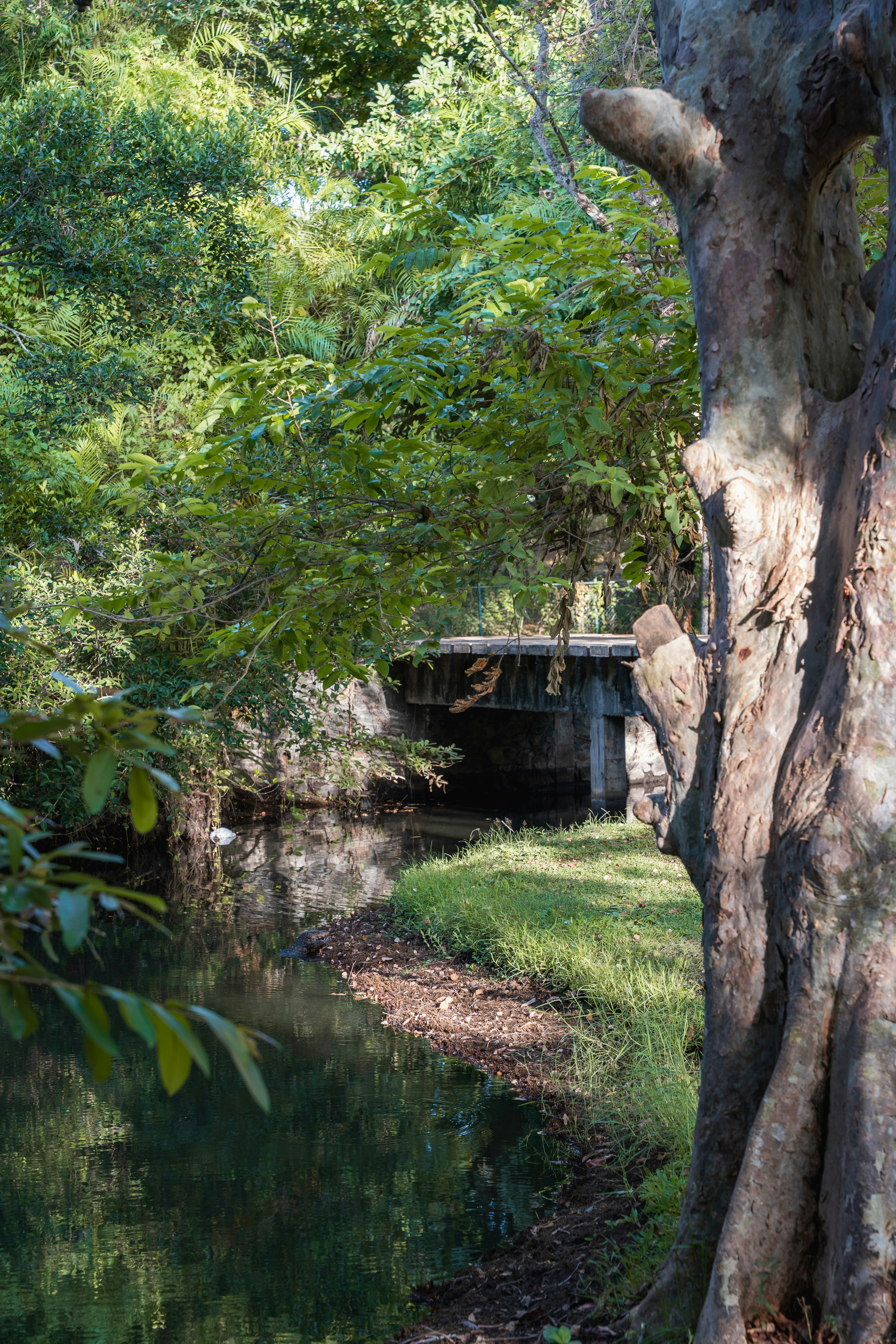 Wooden bridge over narrow stream - Free Photo on Unsplash