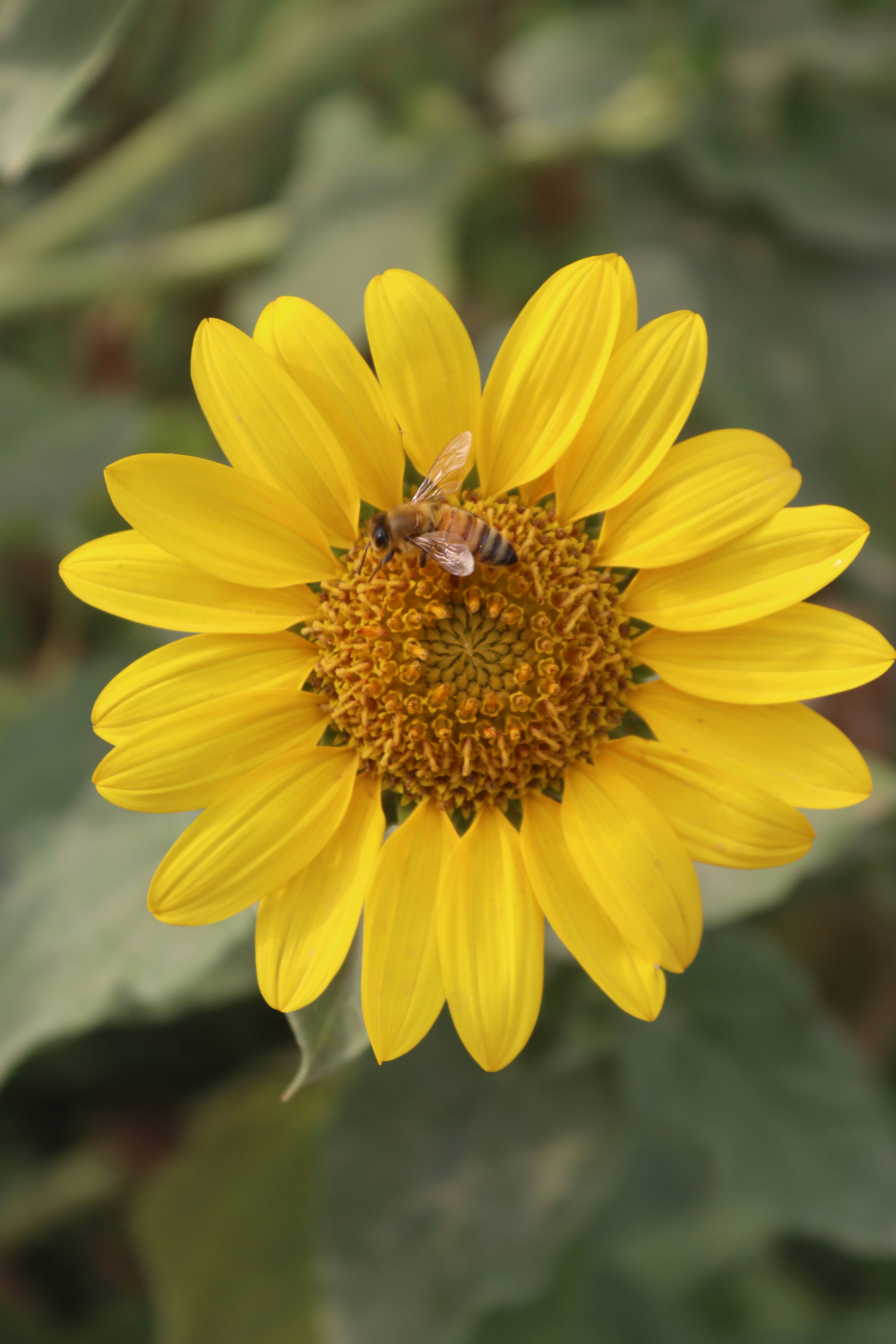 Honigbiene auf gelber Sonnenblume - Kostenloses Foto auf Unsplash