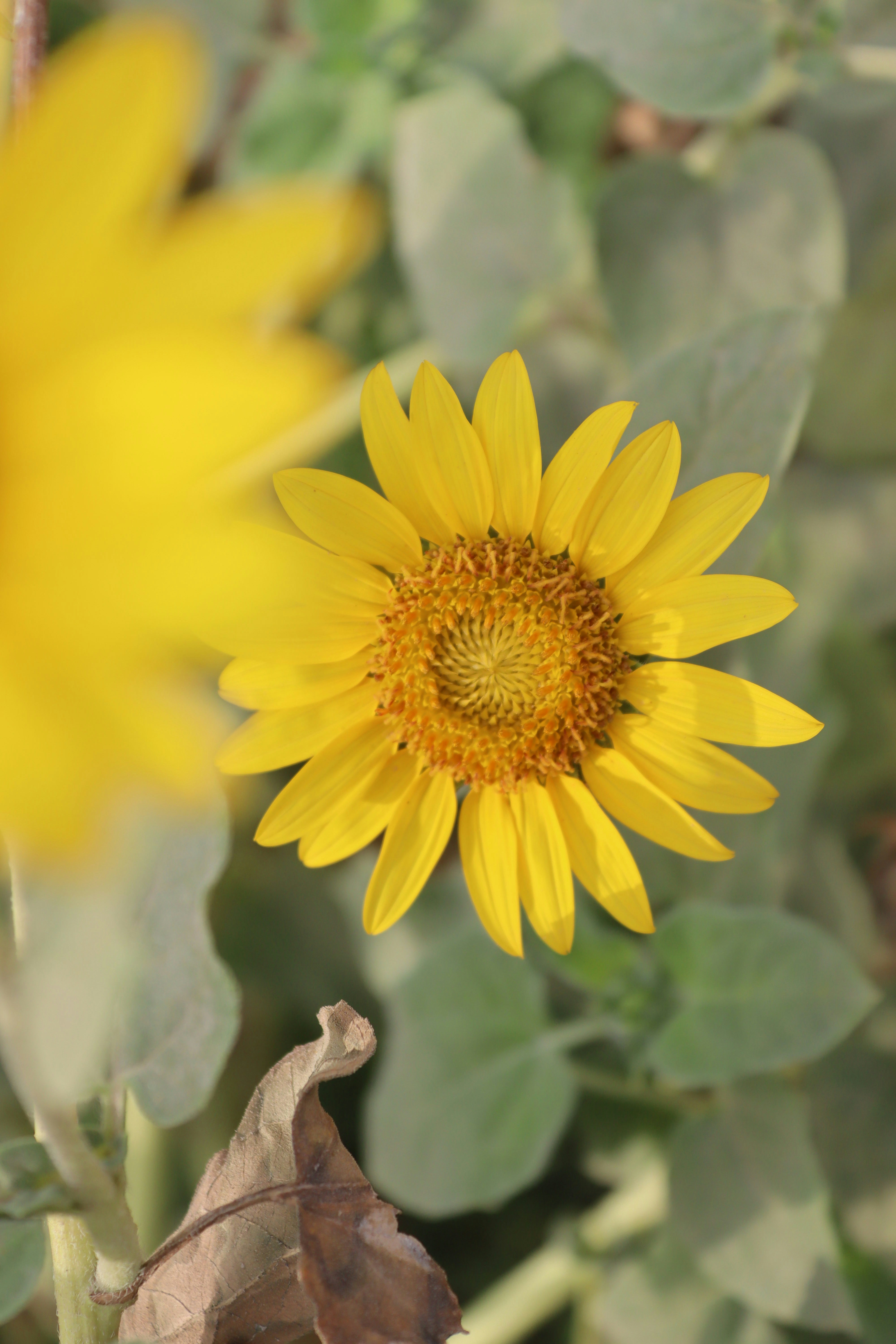 Yellow sunflower in garden - Free Photo on Unsplash