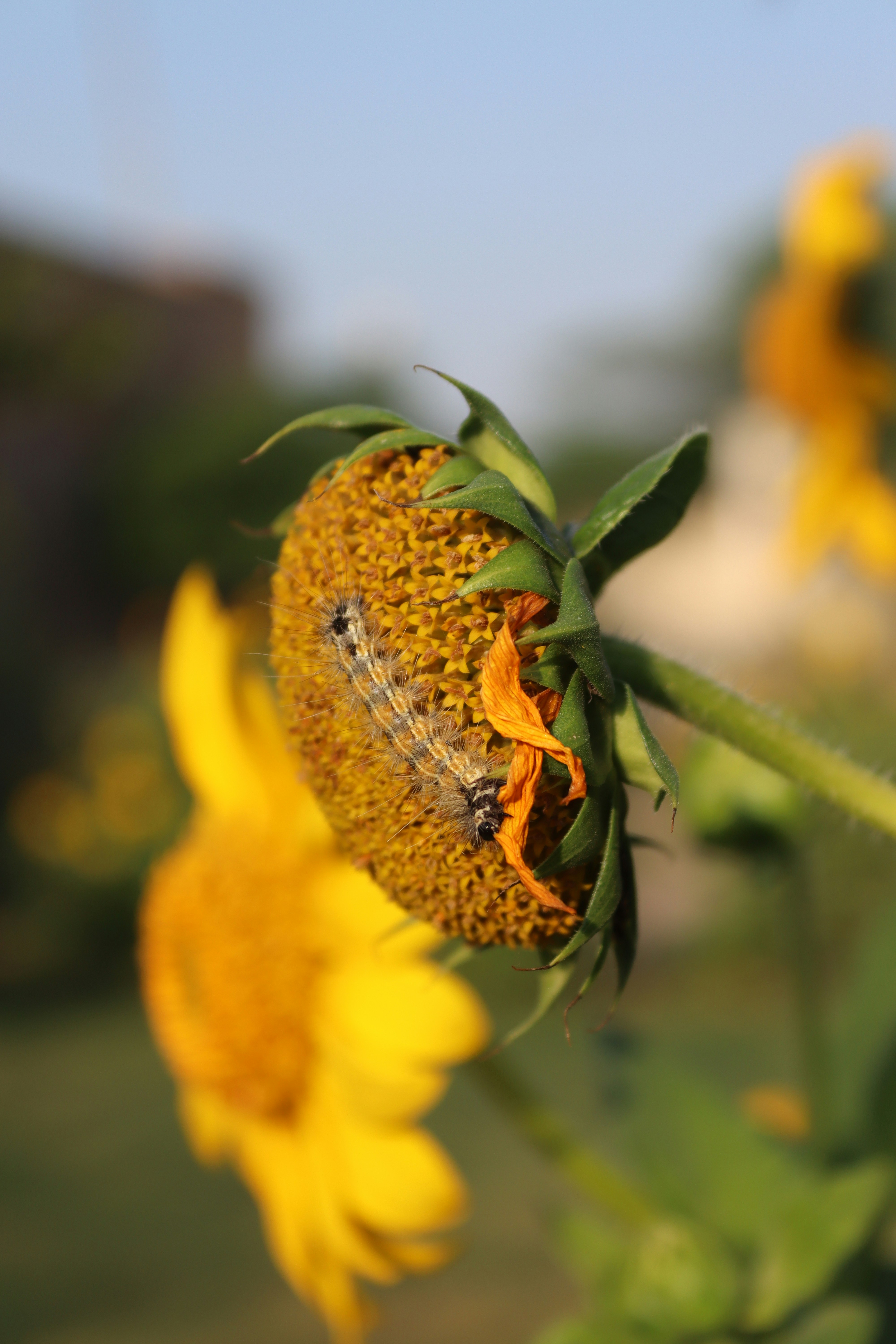A fuzzy caterpillar crawling on the center of a yellow sunflower head