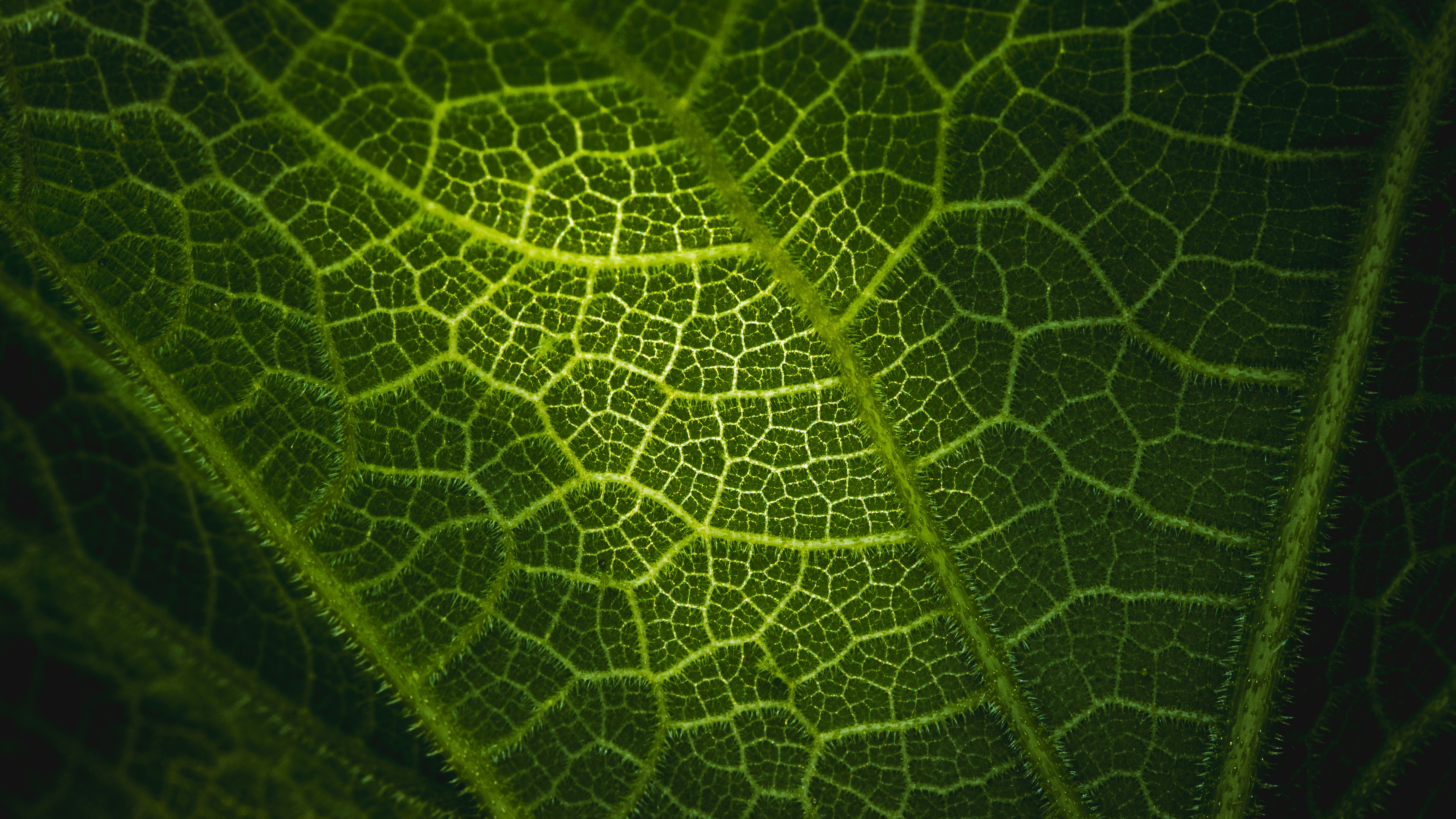 Vista macro di una foglia verde scuro con una rete dettagliata di vene