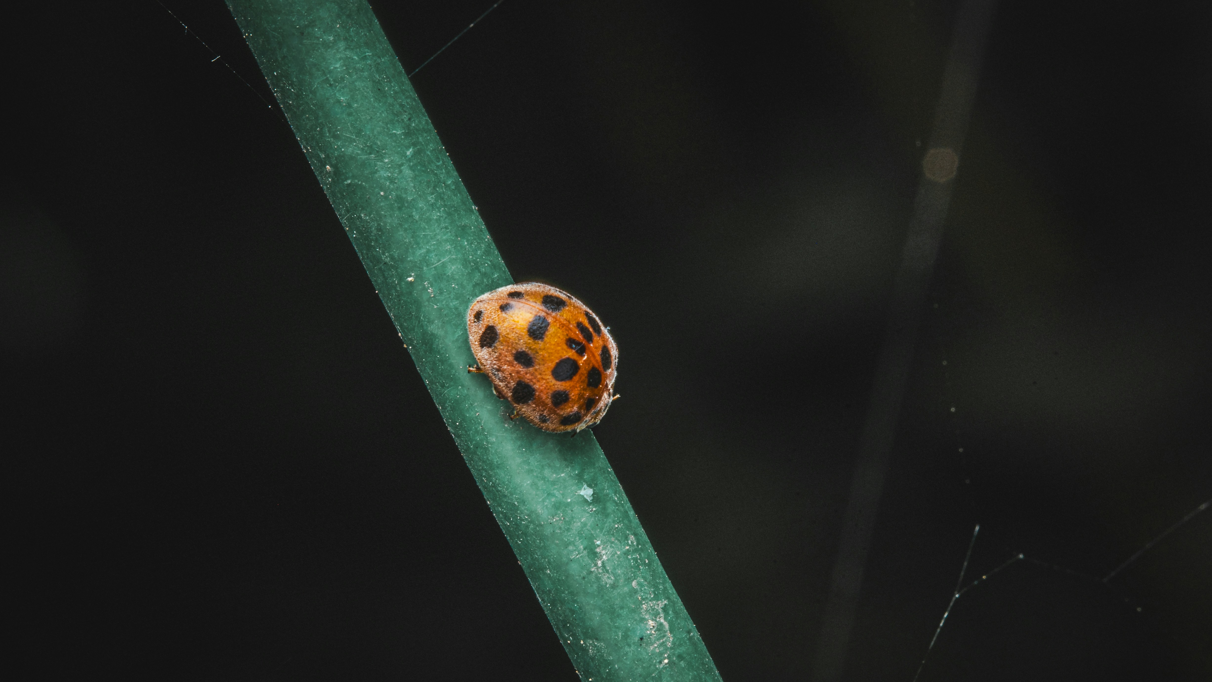 Una coccinella arancione con macchie nere su un sottile fusto verde