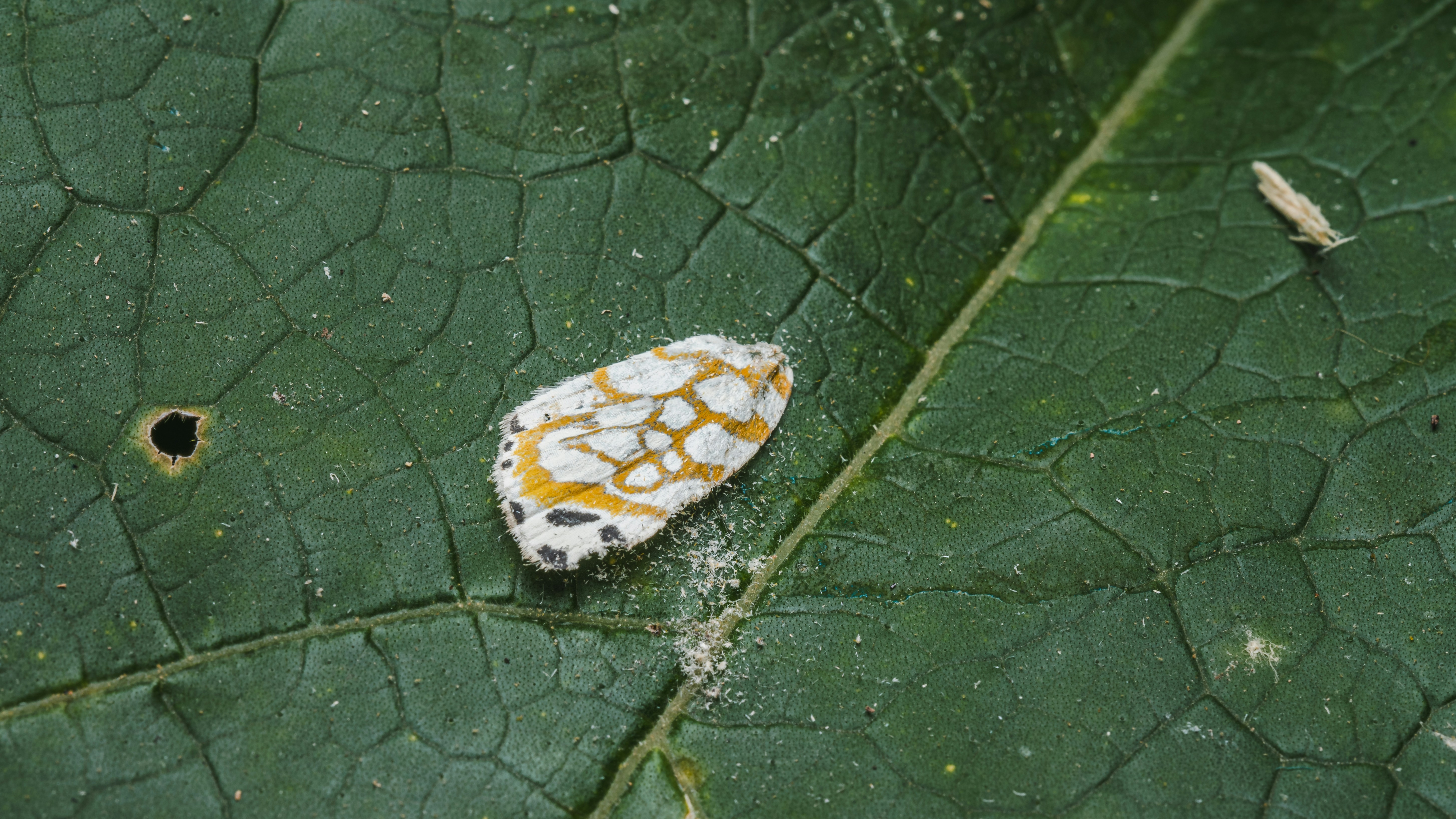 Una piccola falena bianca con segni gialli che poggia su una foglia verde scuro