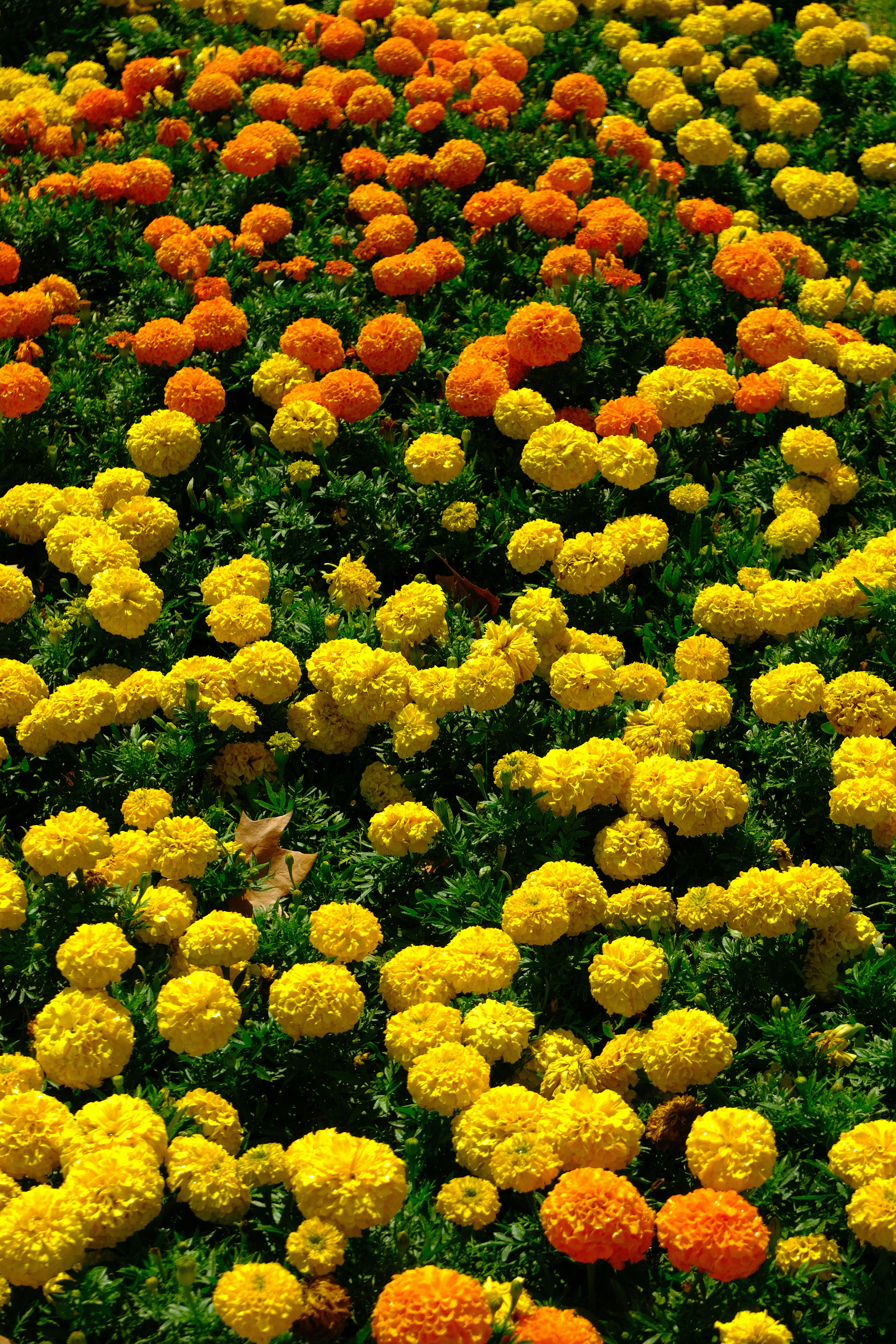 A dense bed of bright yellow and orange marigold flowers in a garden