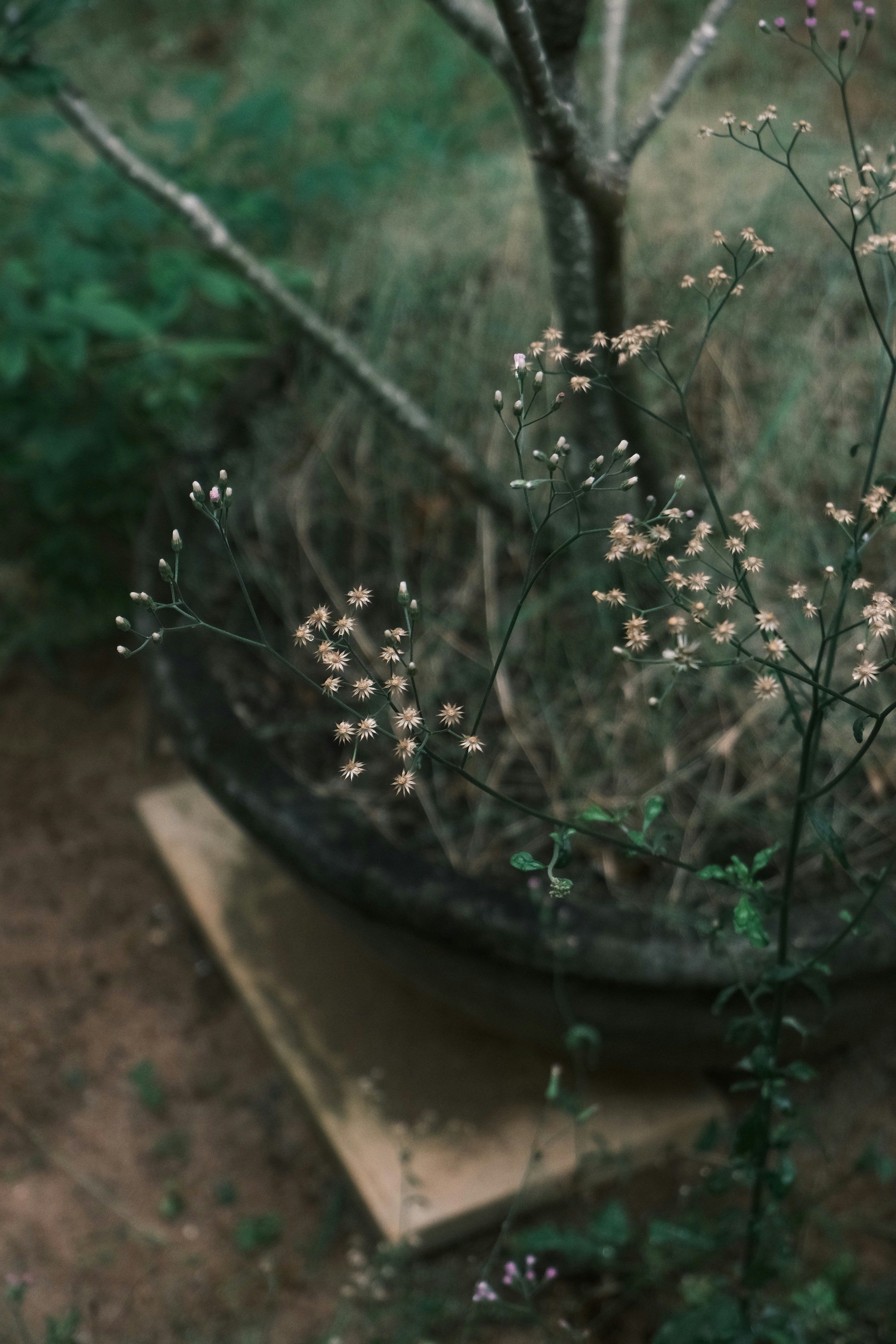 Planters