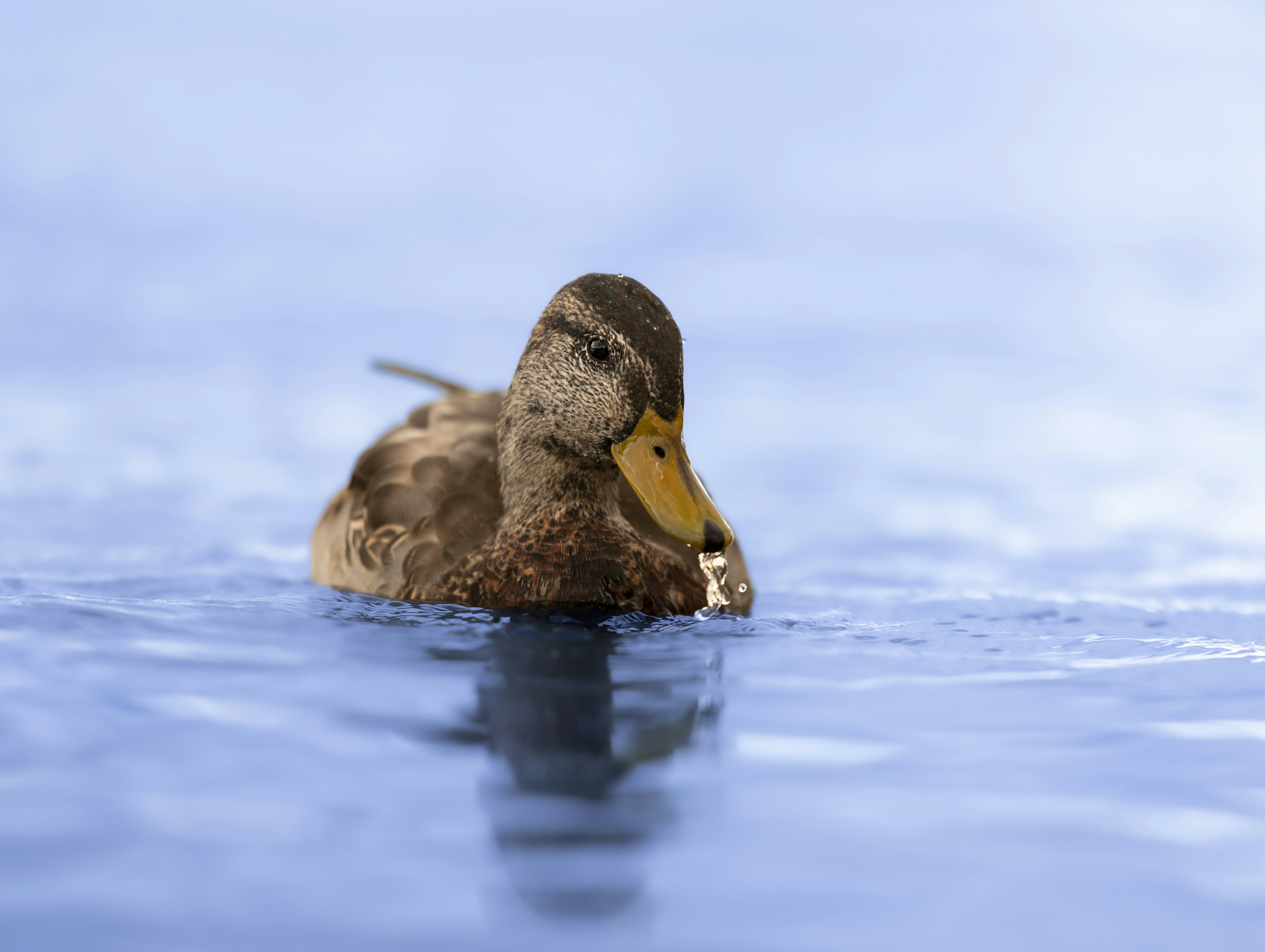 A brown duck swimming in blue water with a single water droplet falling