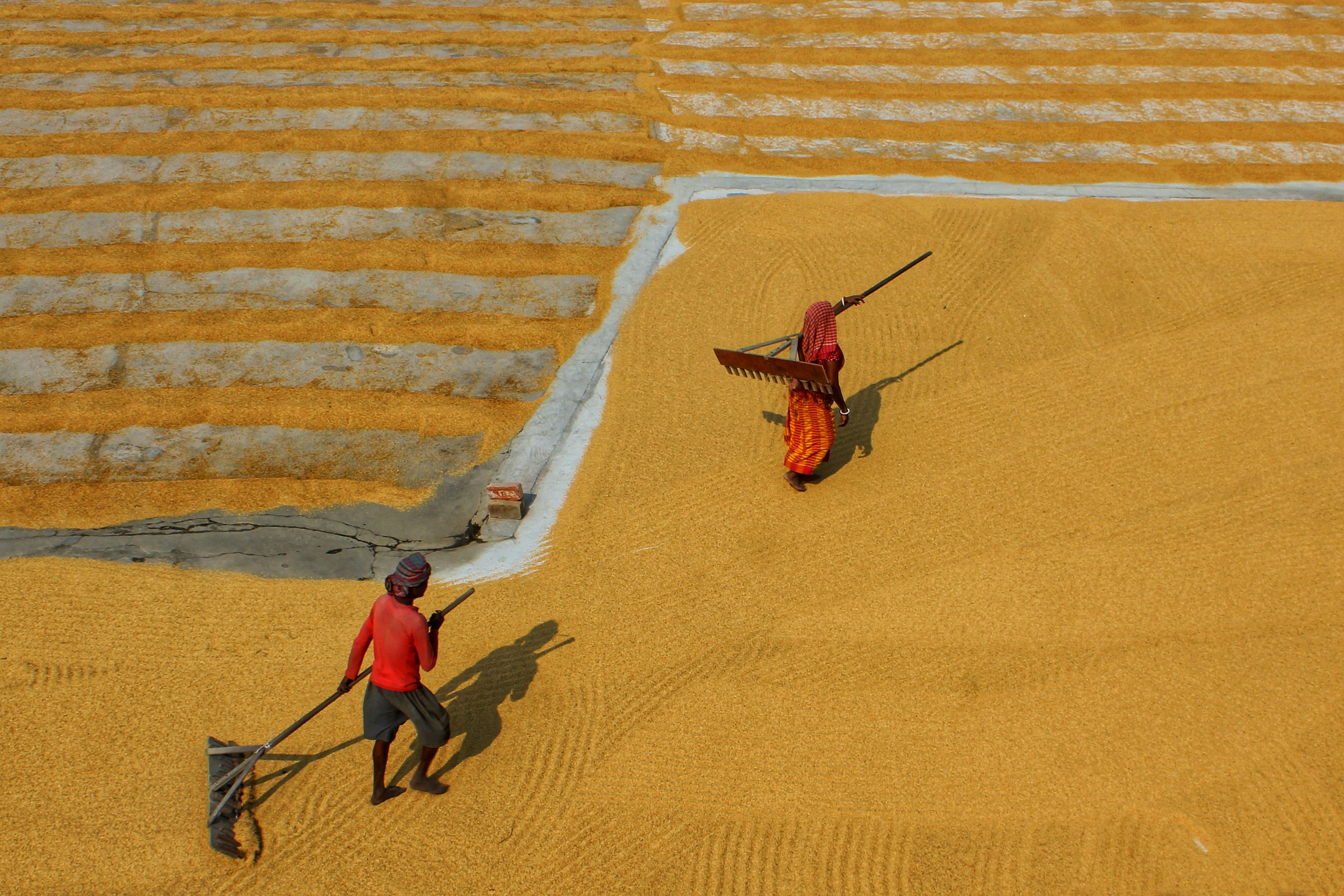 Two people raking golden grain spread out to dry on a concrete surface