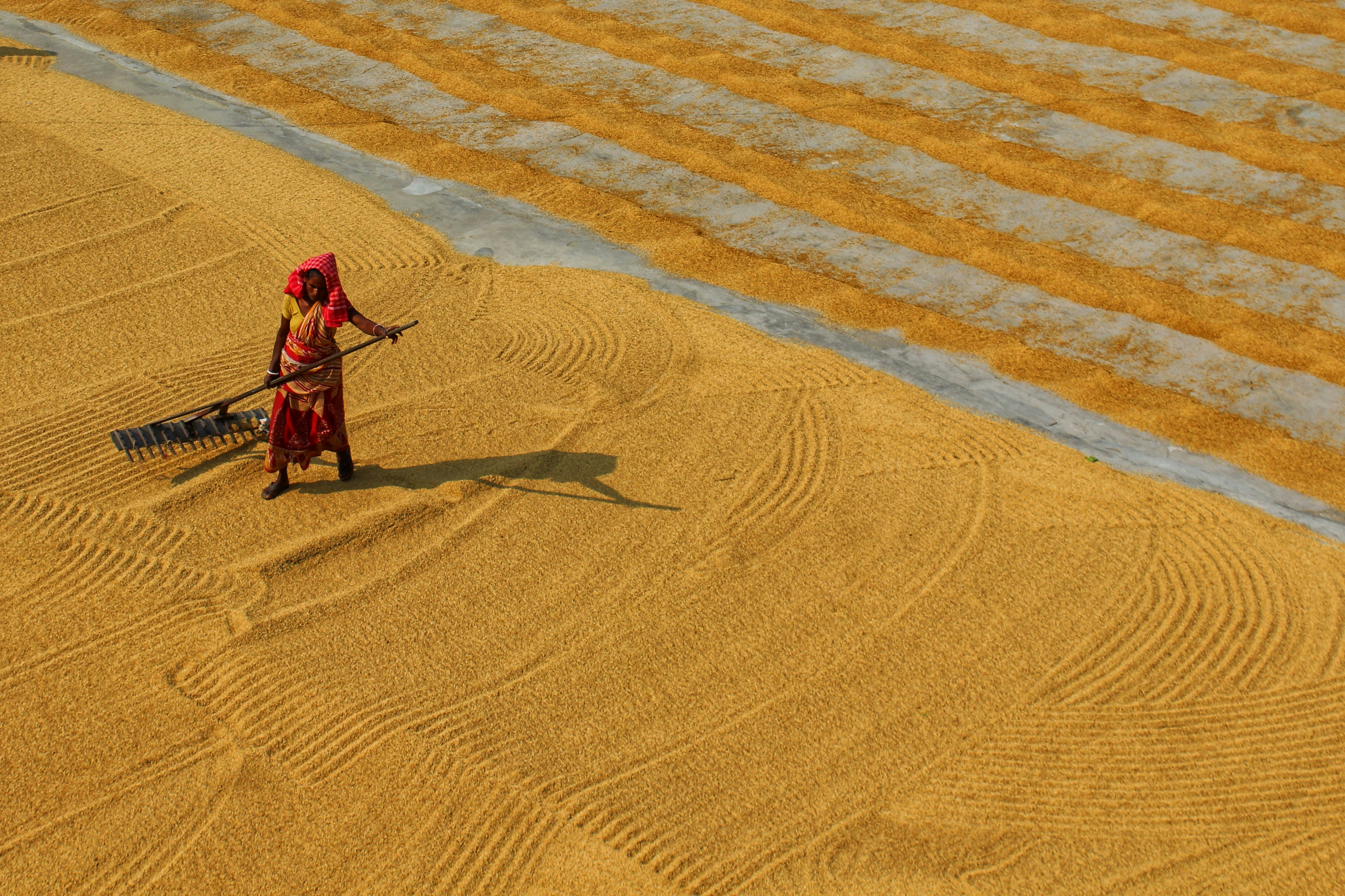 A woman in a sari raking golden rice grains on a concrete surface
