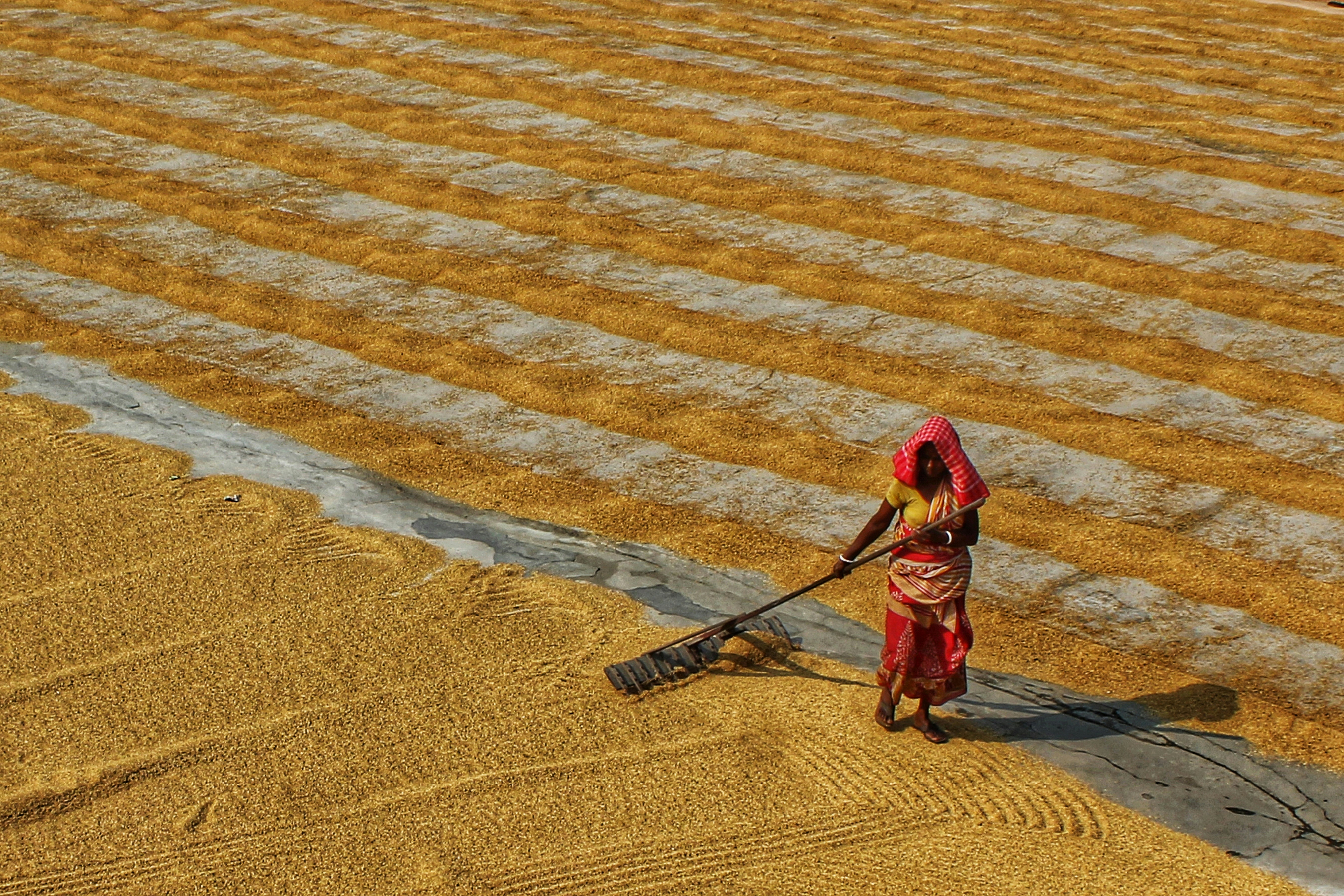 A woman in a sari raking golden rice grains spread on a concrete surface