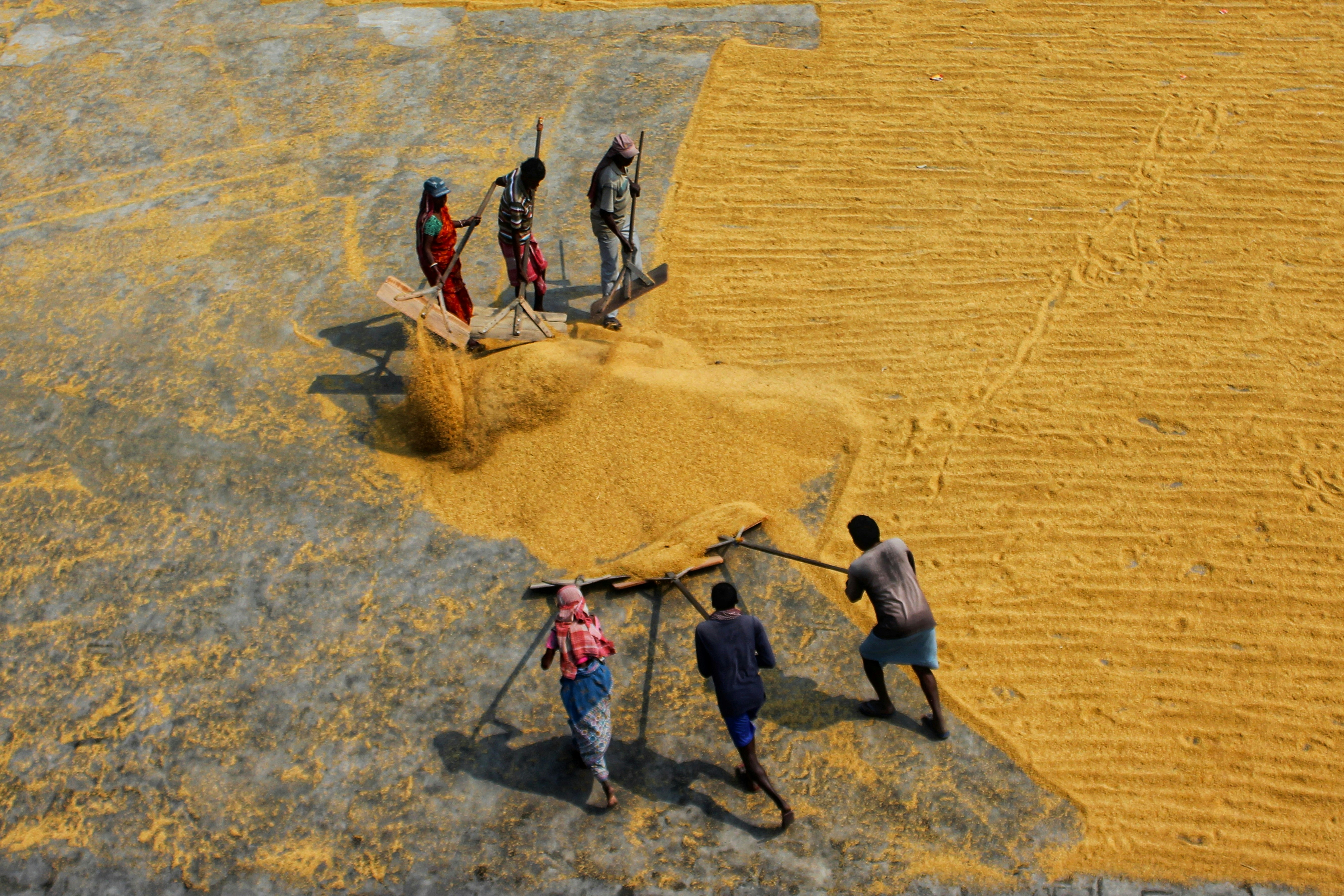 People using wooden rakes to spread golden rice grains on a concrete surface