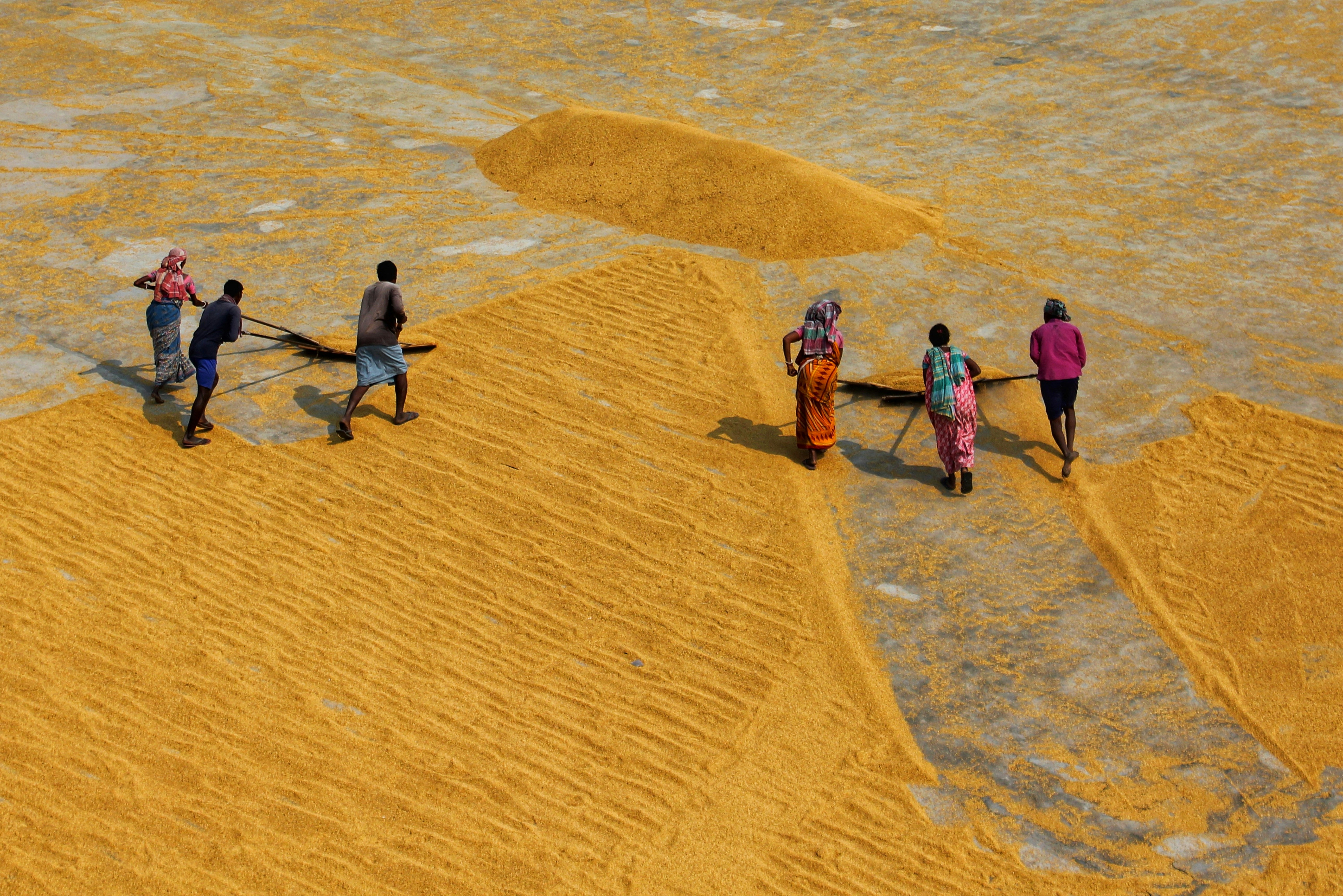 People raking golden rice grains across a large concrete surface to dry