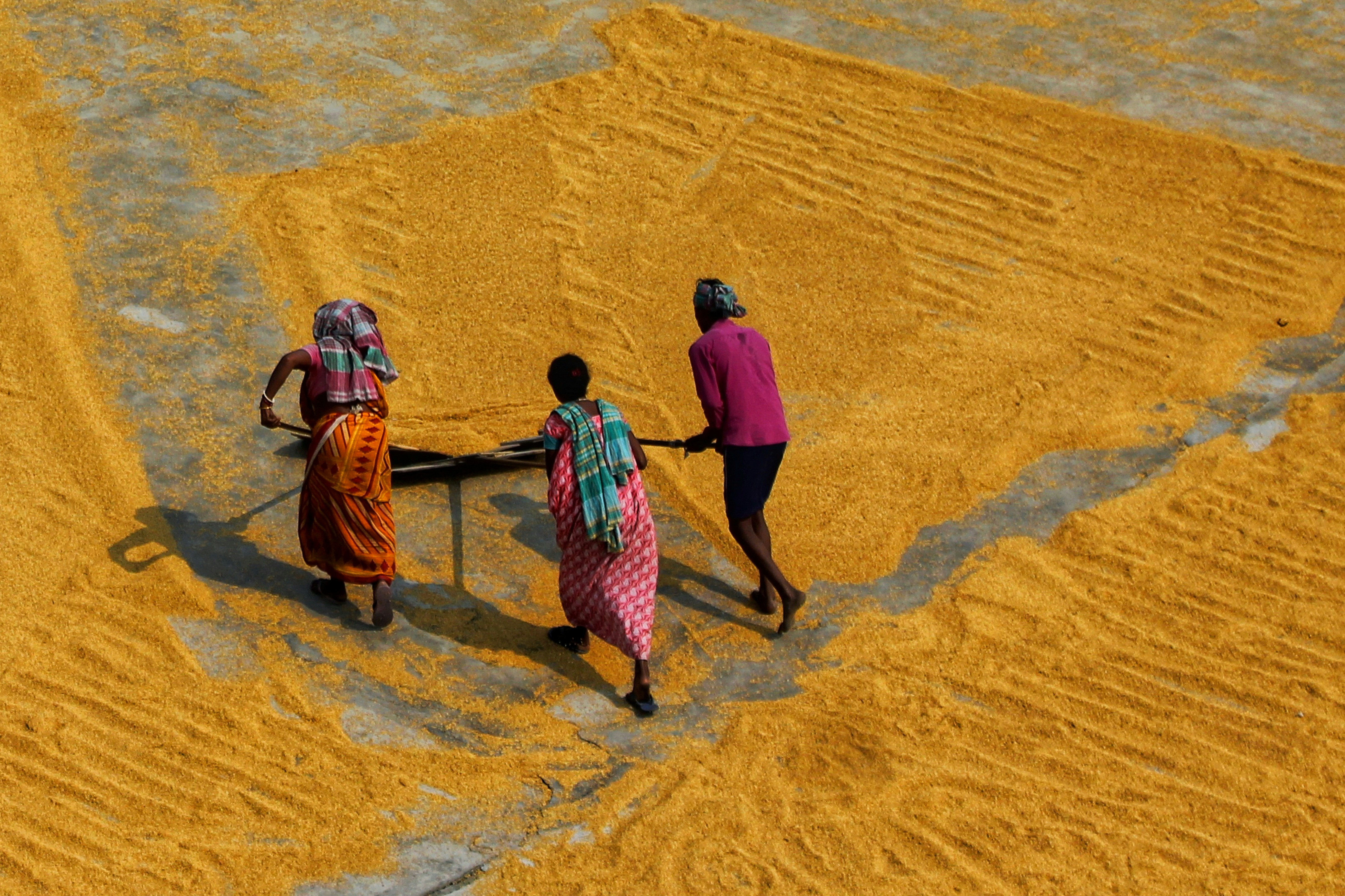 Three people raking golden rice grains spread out to dry on a concrete surface