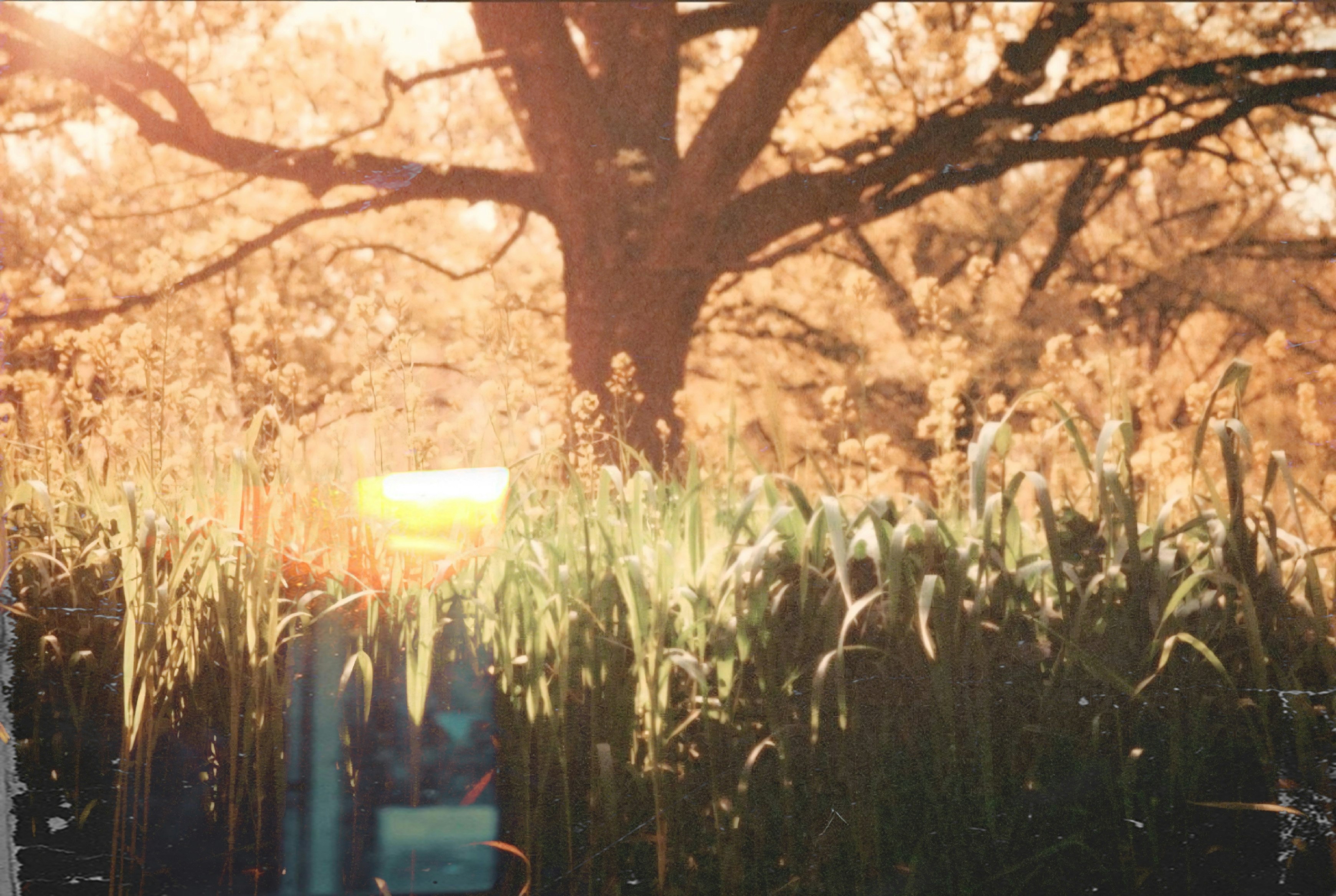 Tall green grass and yellow wildflowers before a large tree in golden light
