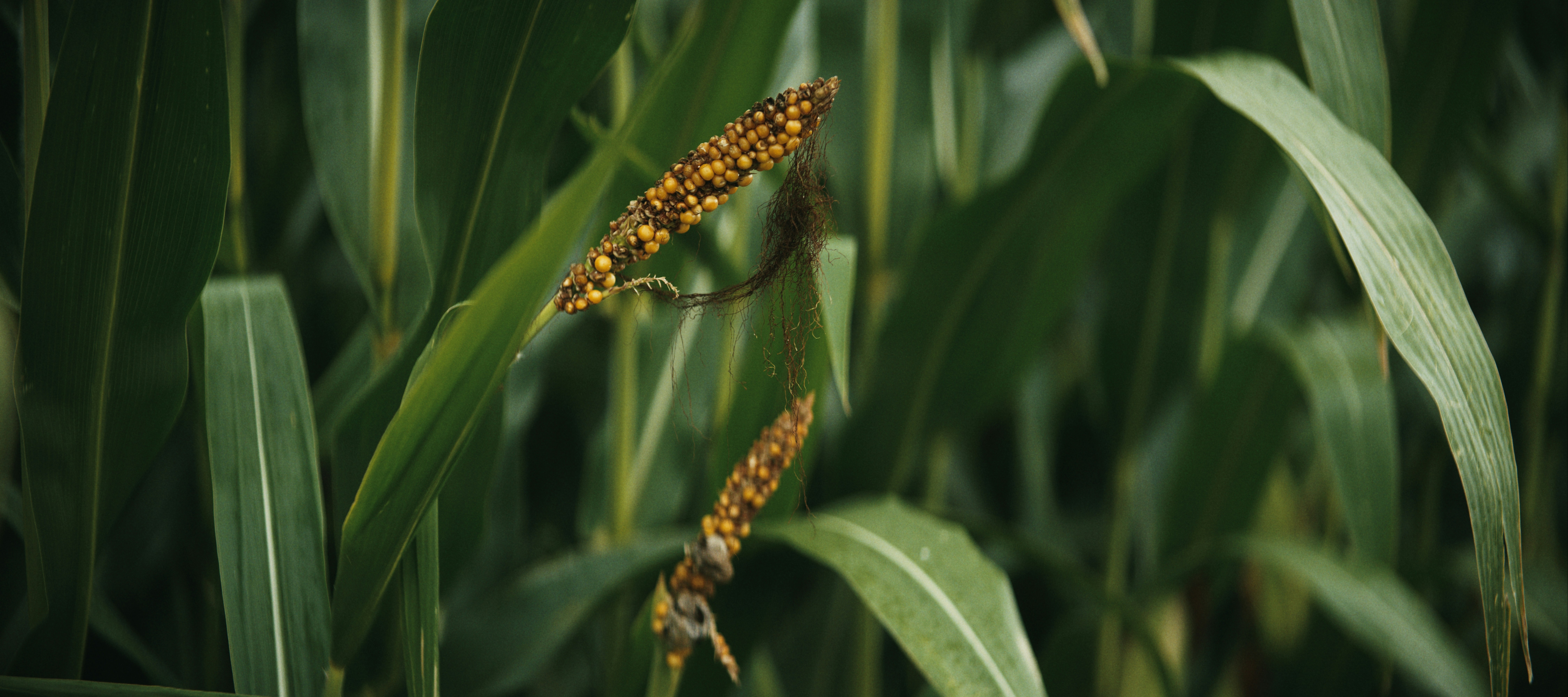 Two ears of corn with yellow kernels and brown silk in a field