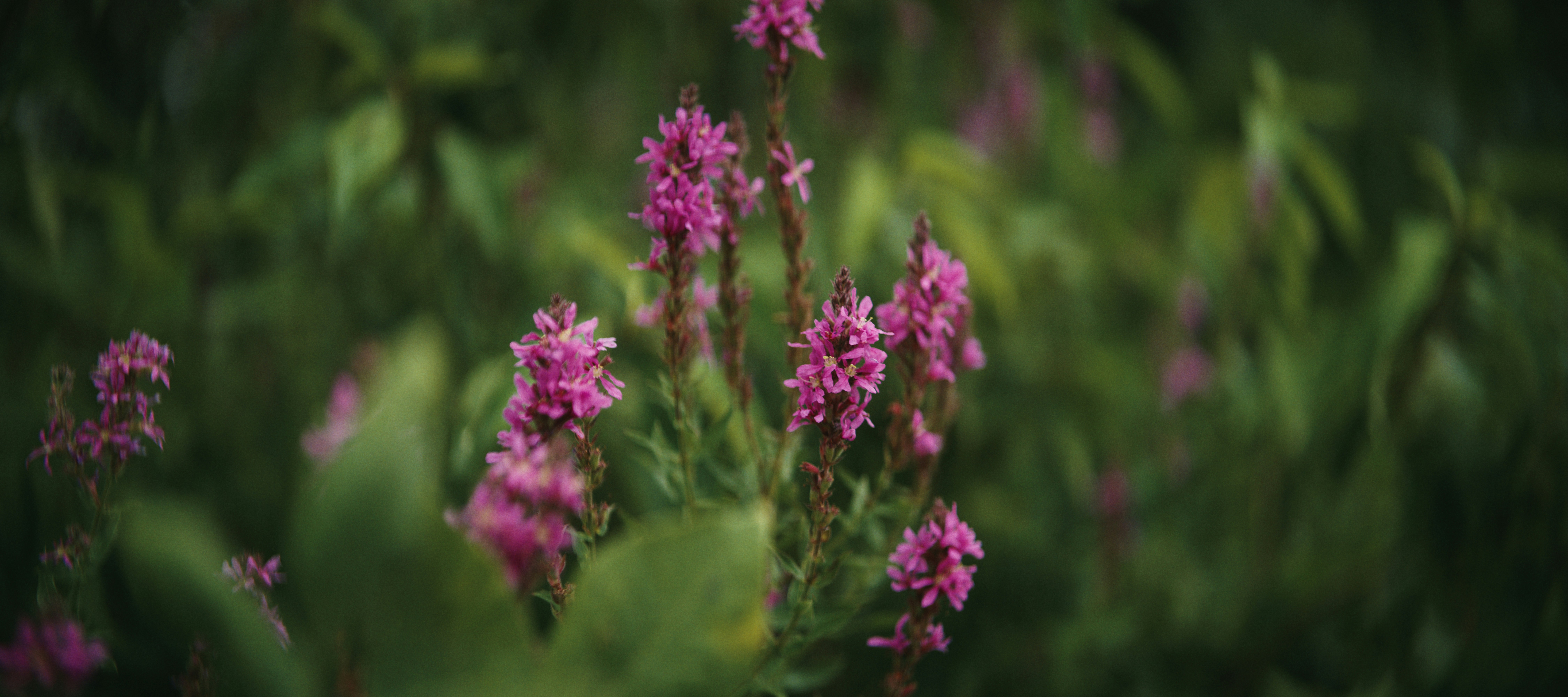 Purple loosestrife flowers blooming in a lush green meadow