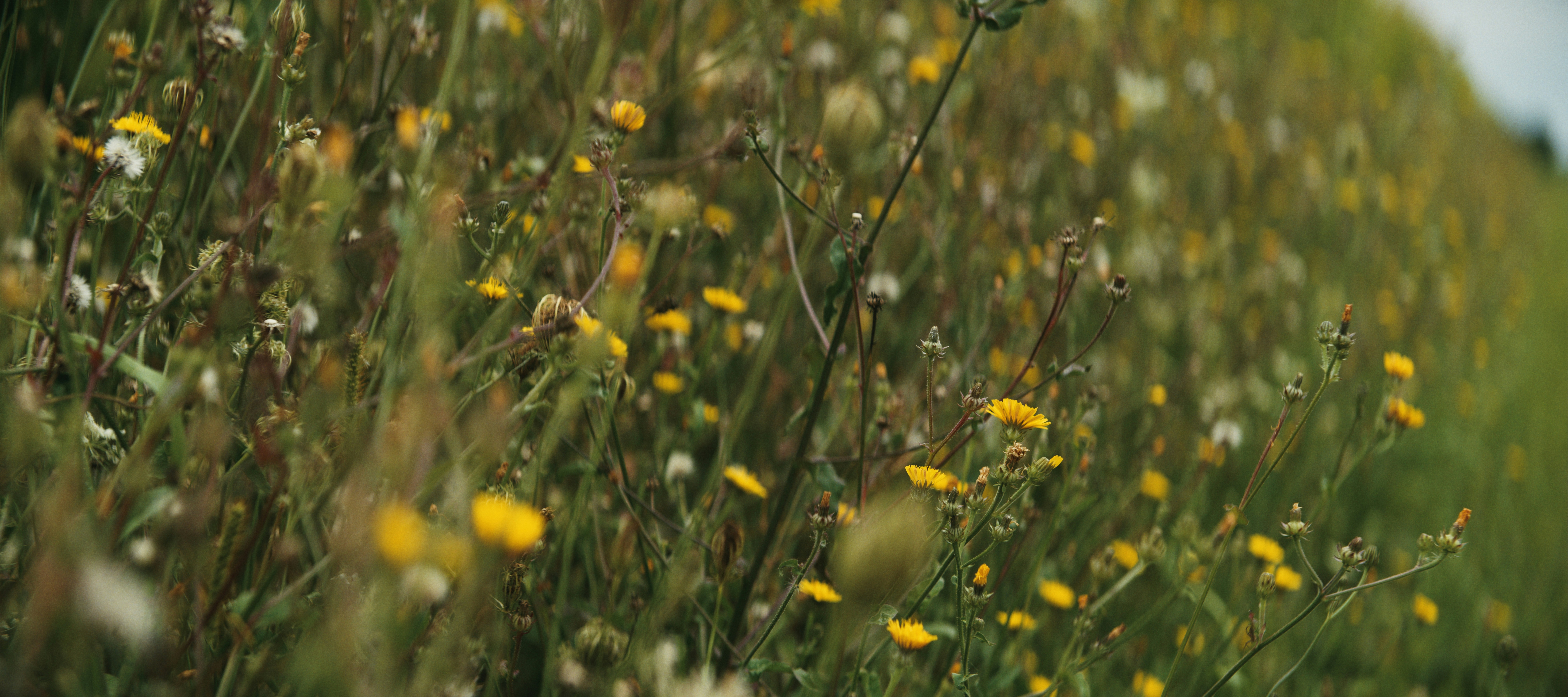 Yellow wildflowers and white seed heads in a dense green meadow