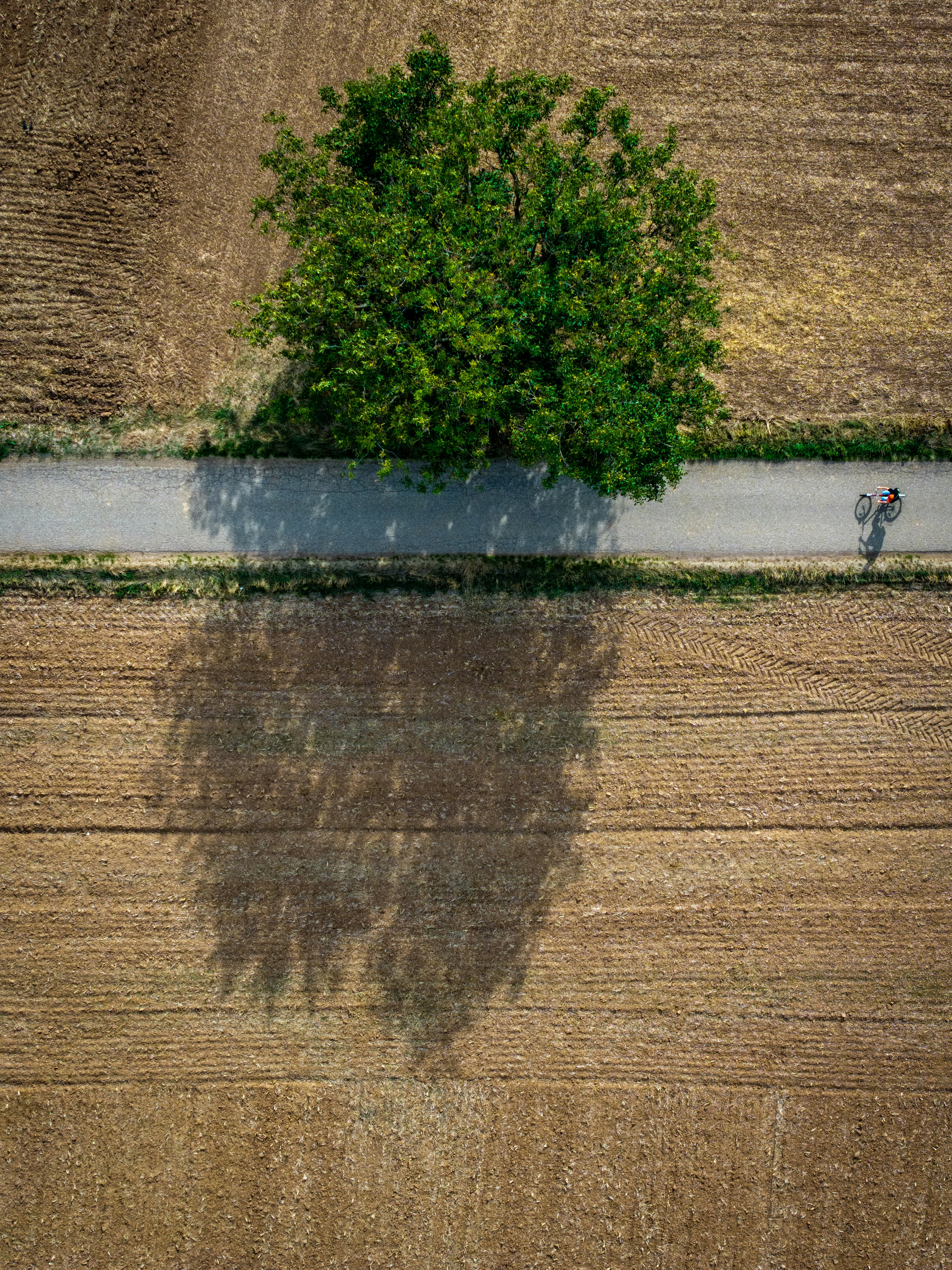 A cyclist on a road beside a large tree casting a long shadow