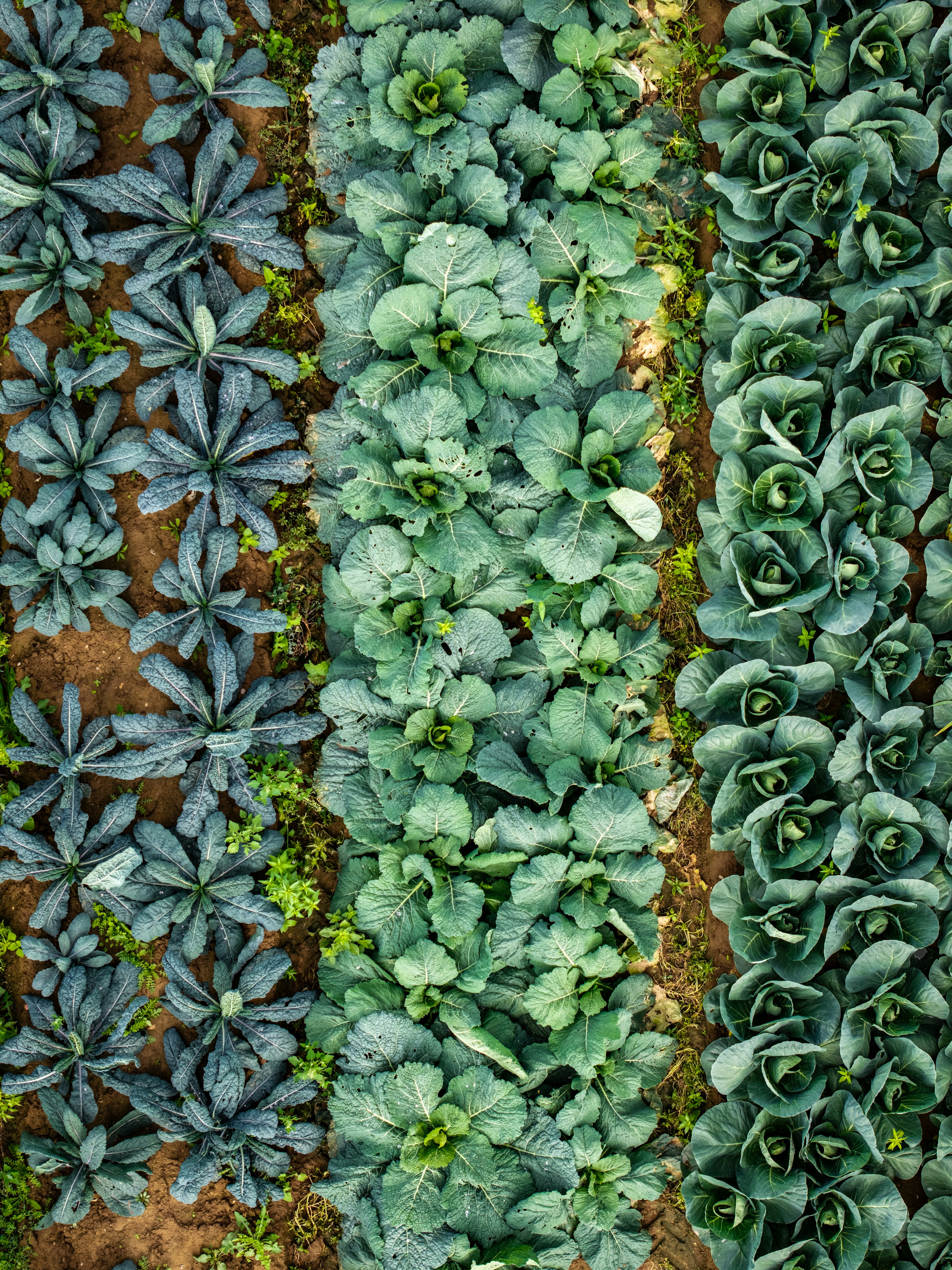 An aerial view of rows of kale and cabbage growing in a garden