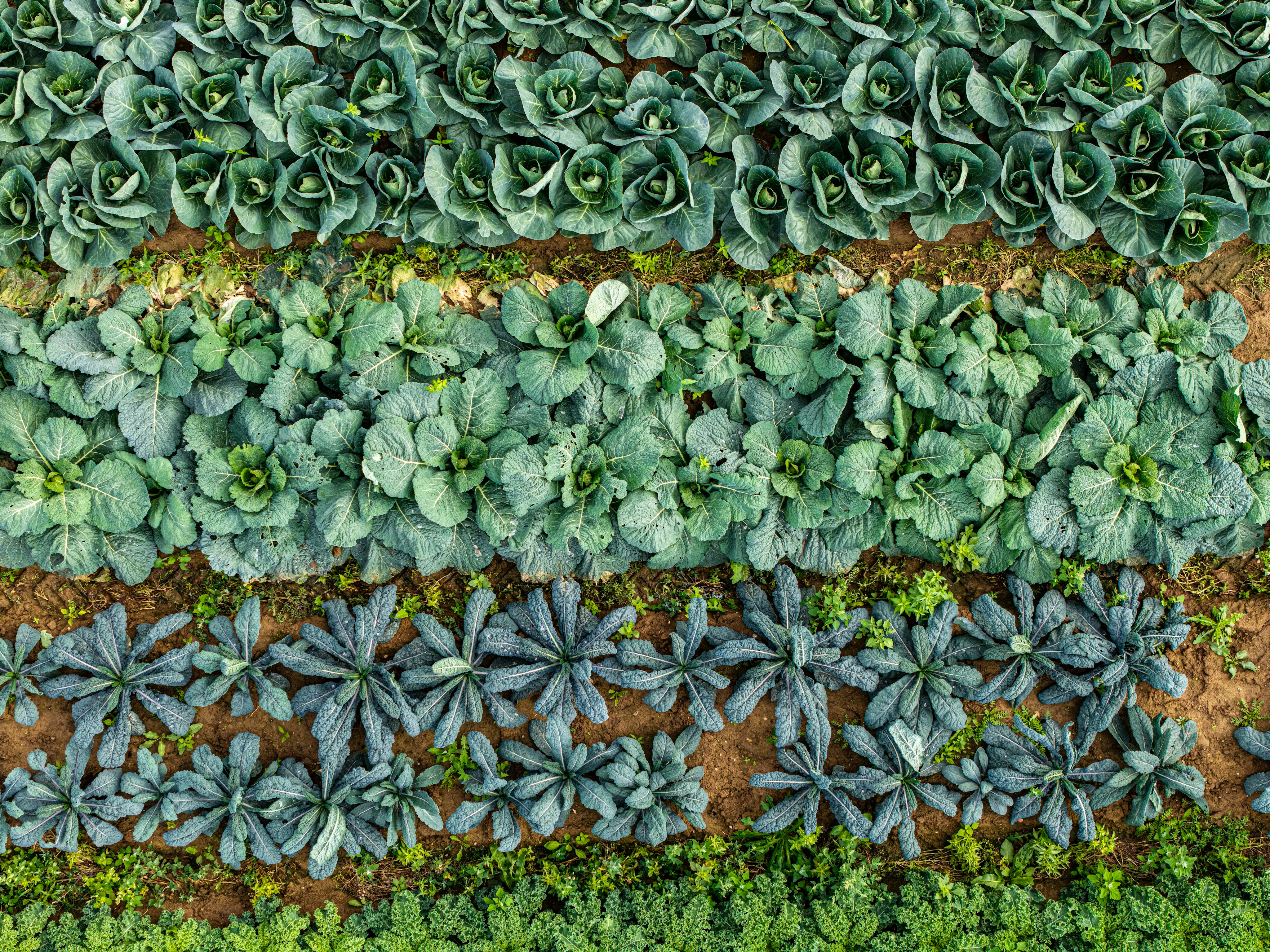 Rows of green cabbage and kale plants growing in a garden field