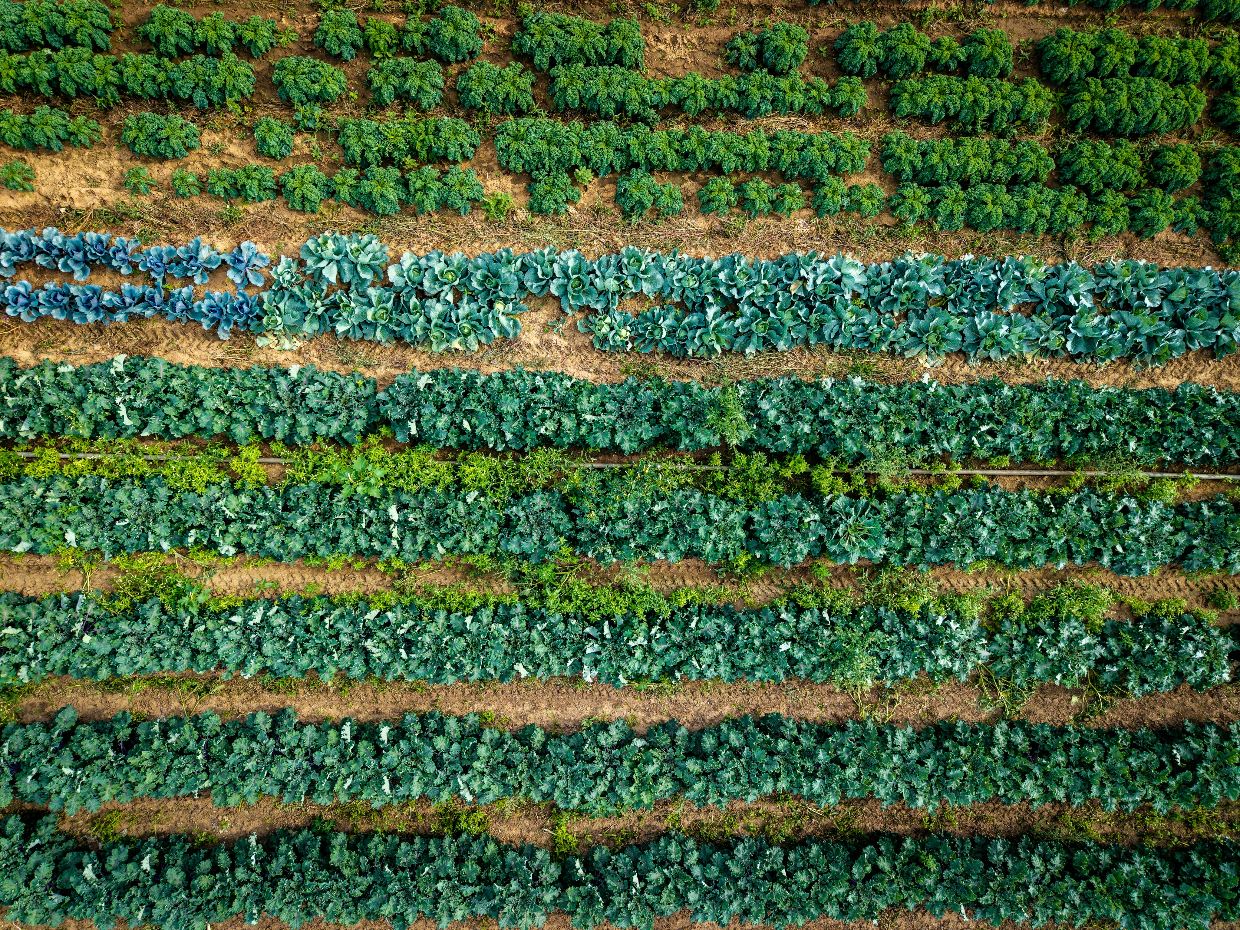畑に並ぶ葉物野菜の空撮写真