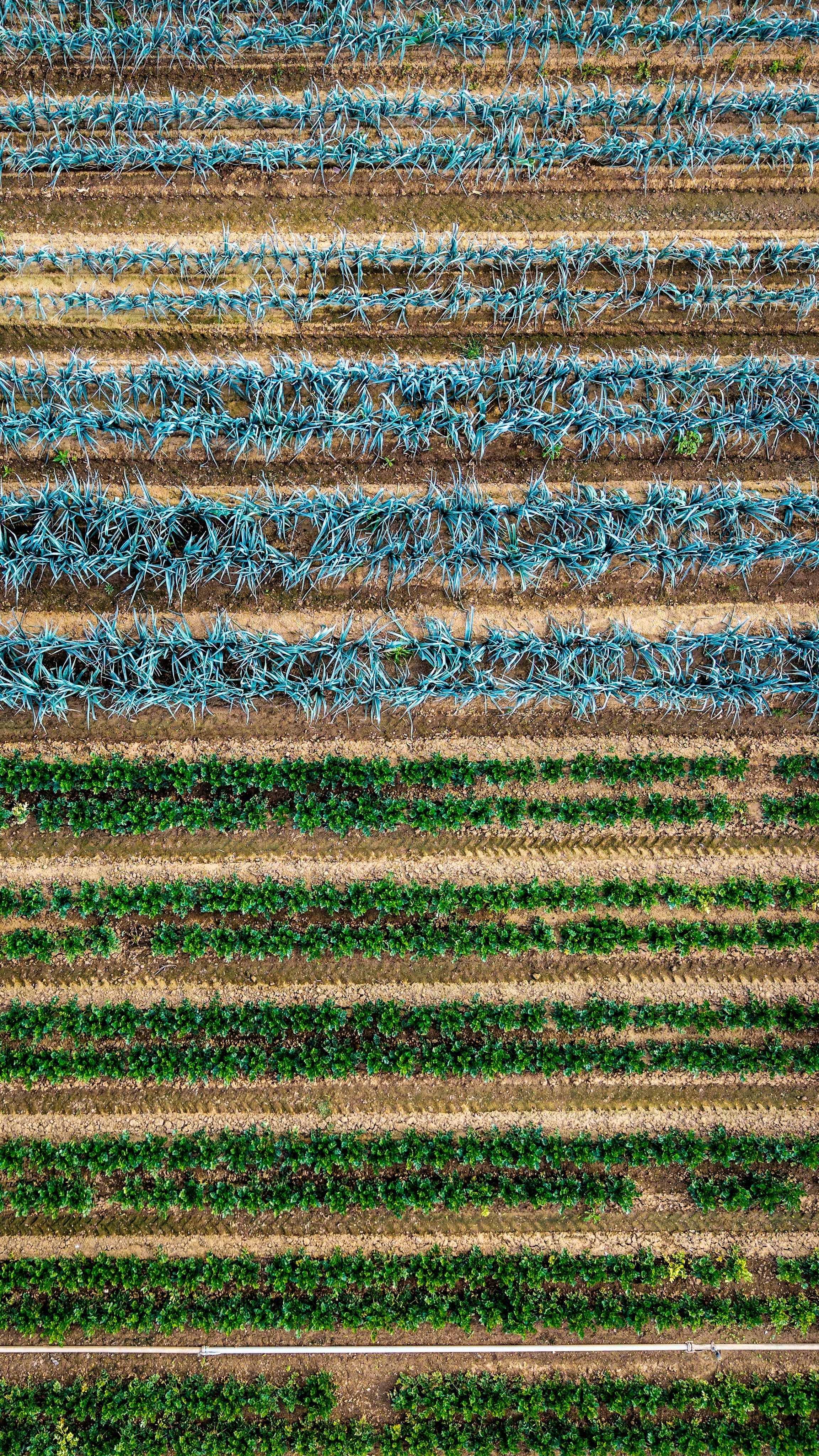 An aerial view of parallel rows of blue-green leeks and green leafy vegetables