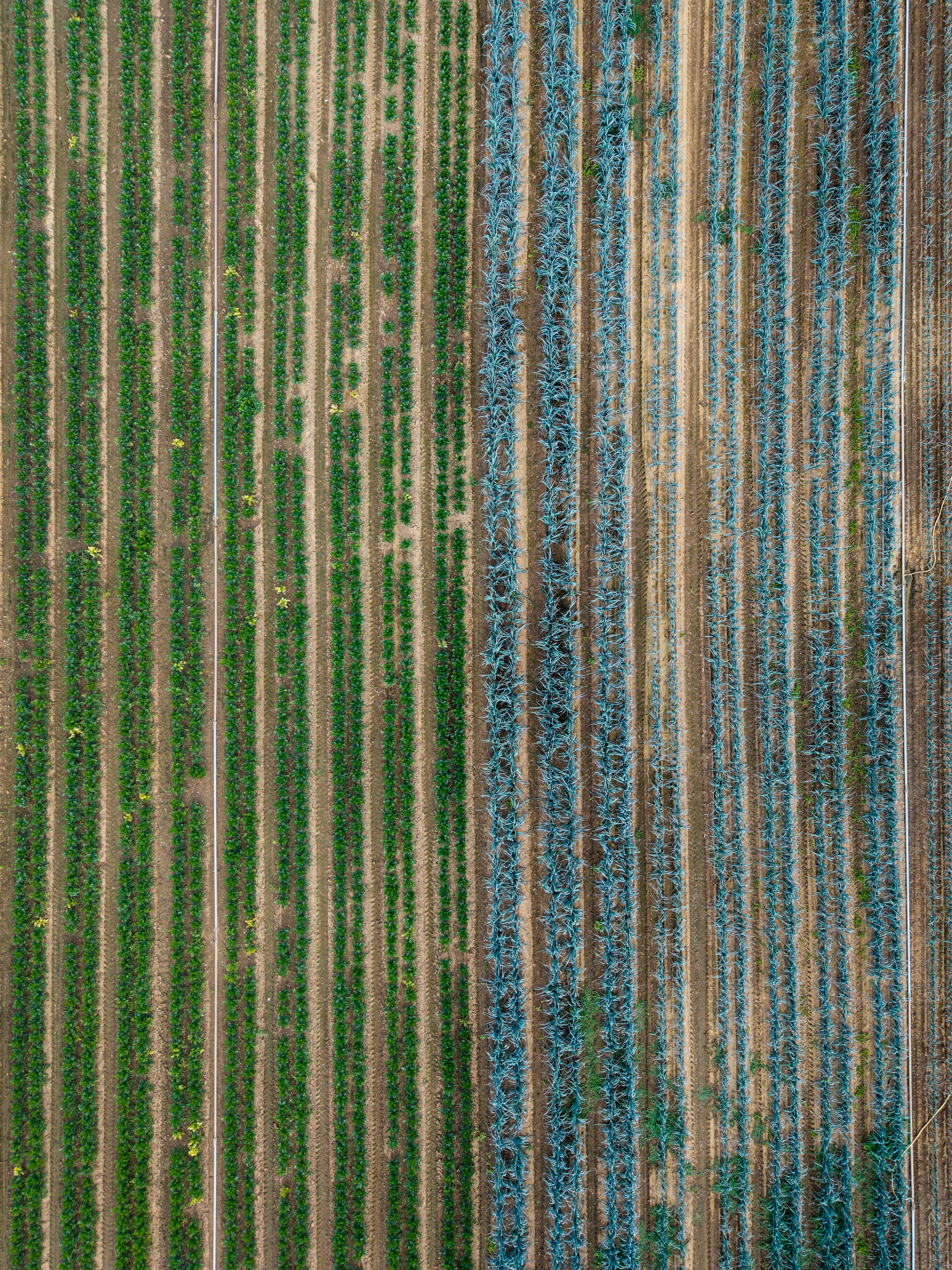 An aerial view of rows of green crops and blue agave plants