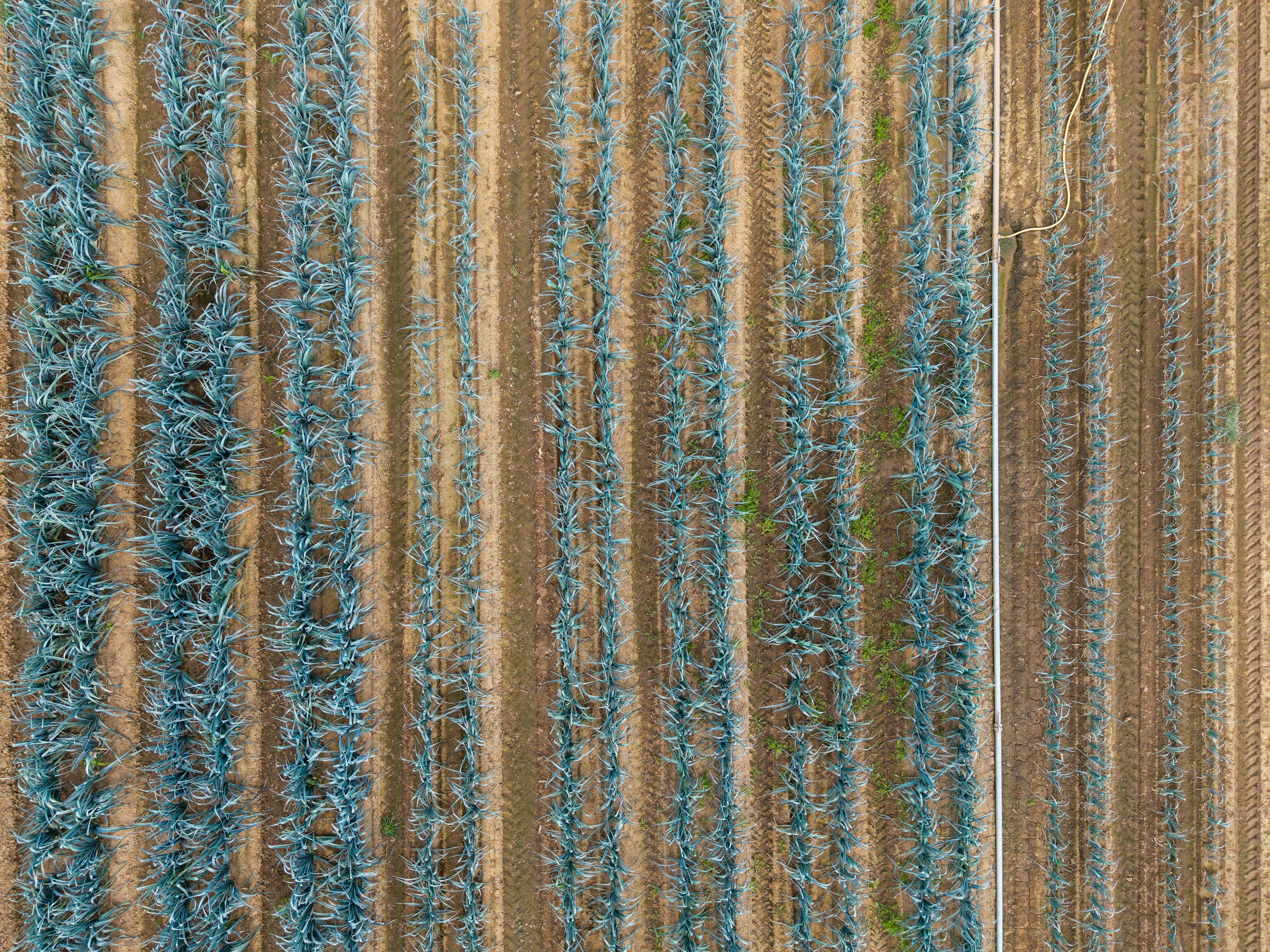 An aerial view of rows of blue agave plants in a brown field