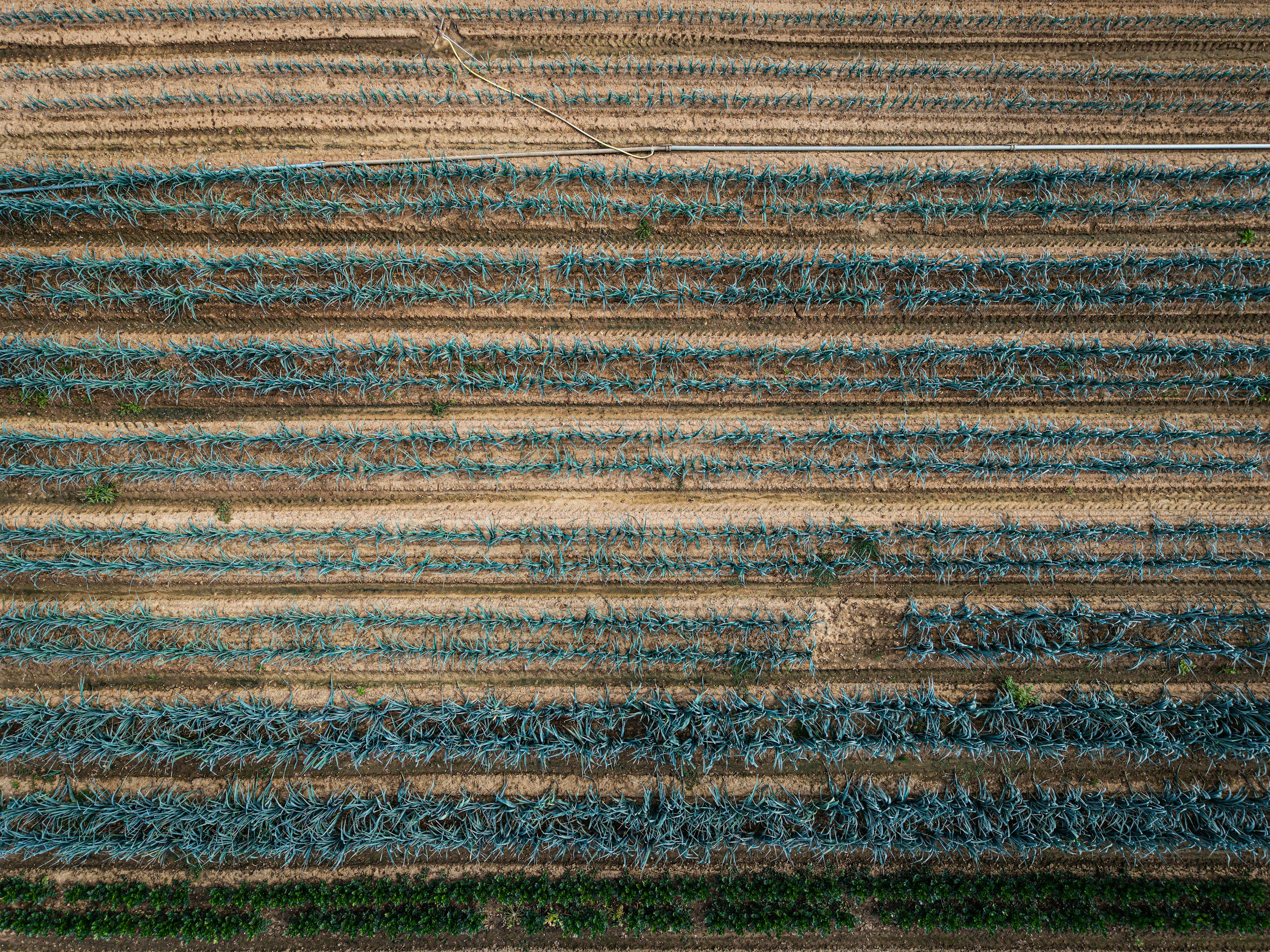 An aerial view of parallel rows of green crops in a brown field