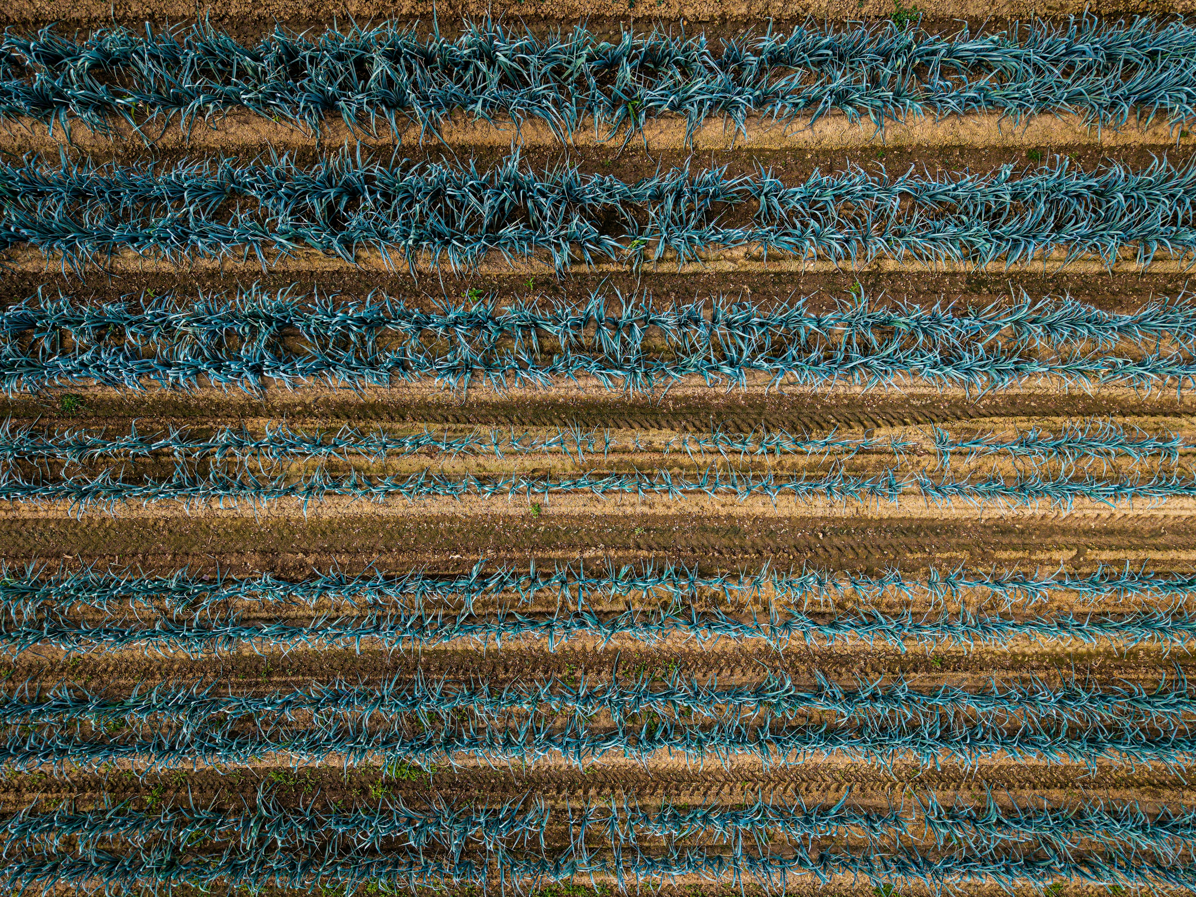An aerial view of rows of blue-green leeks planted in brown soil