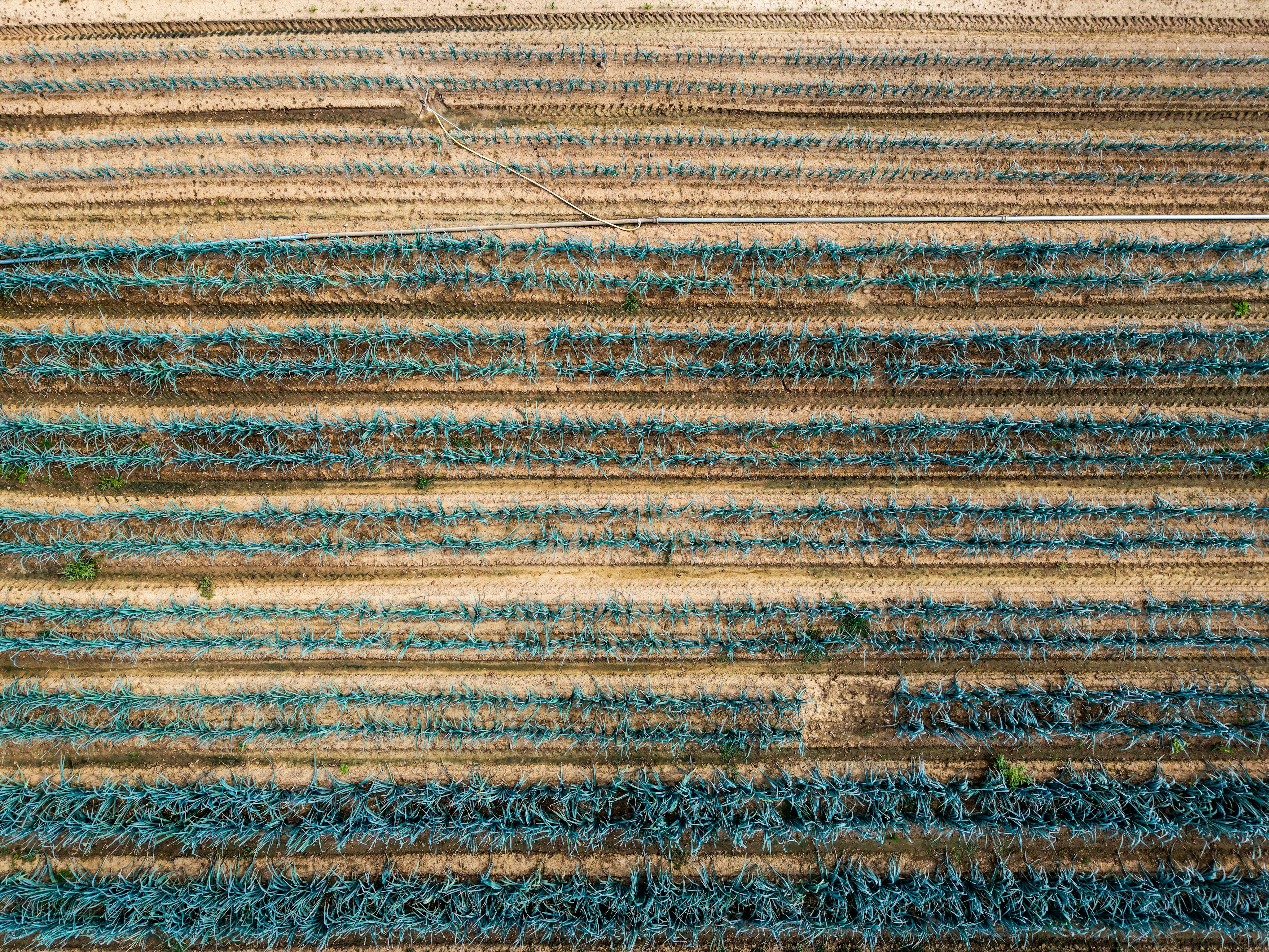 Aerial view of rows of blue agave plants in a dry field