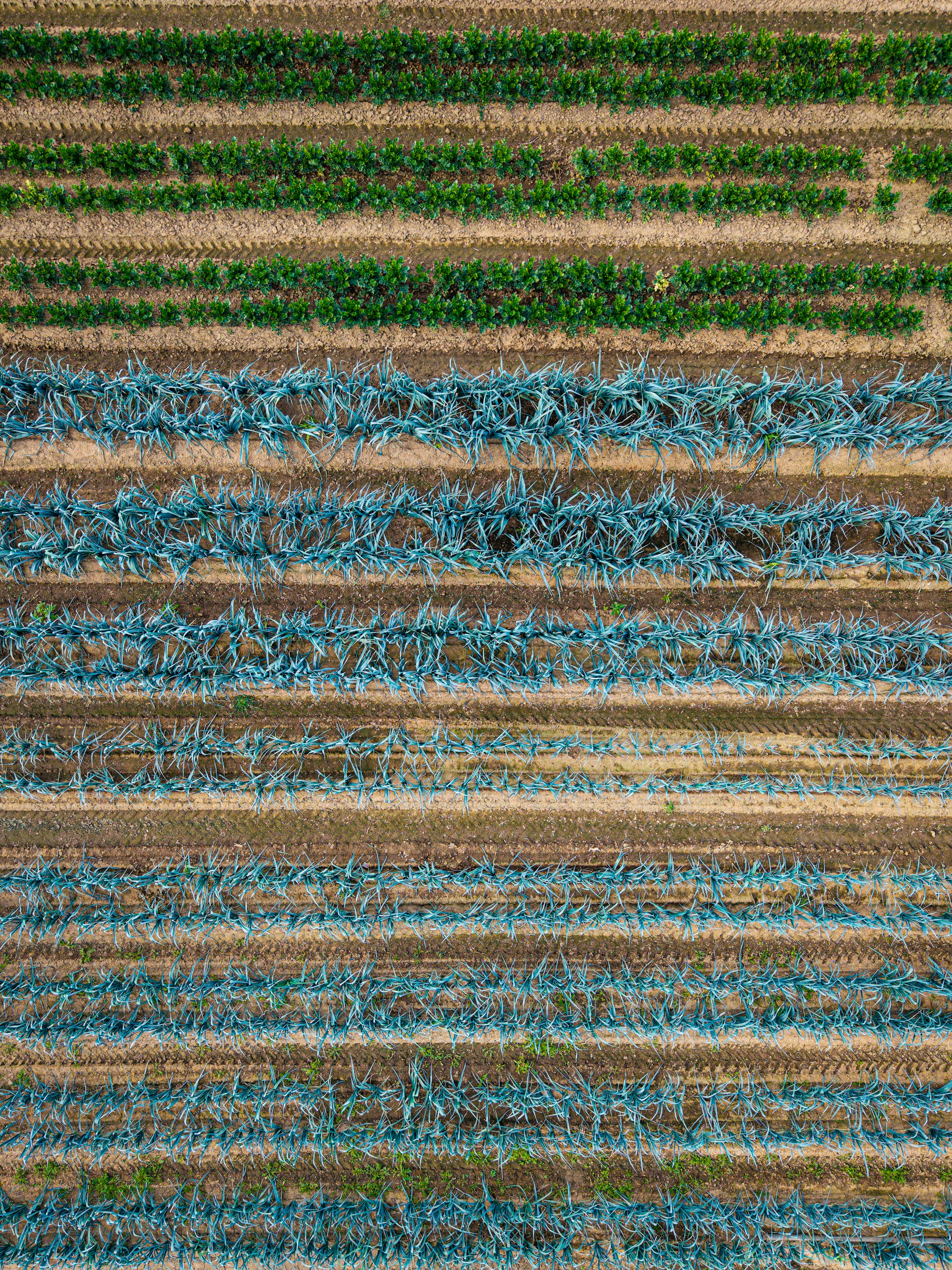 Aerial view of rows of green and blue-green crops in a field