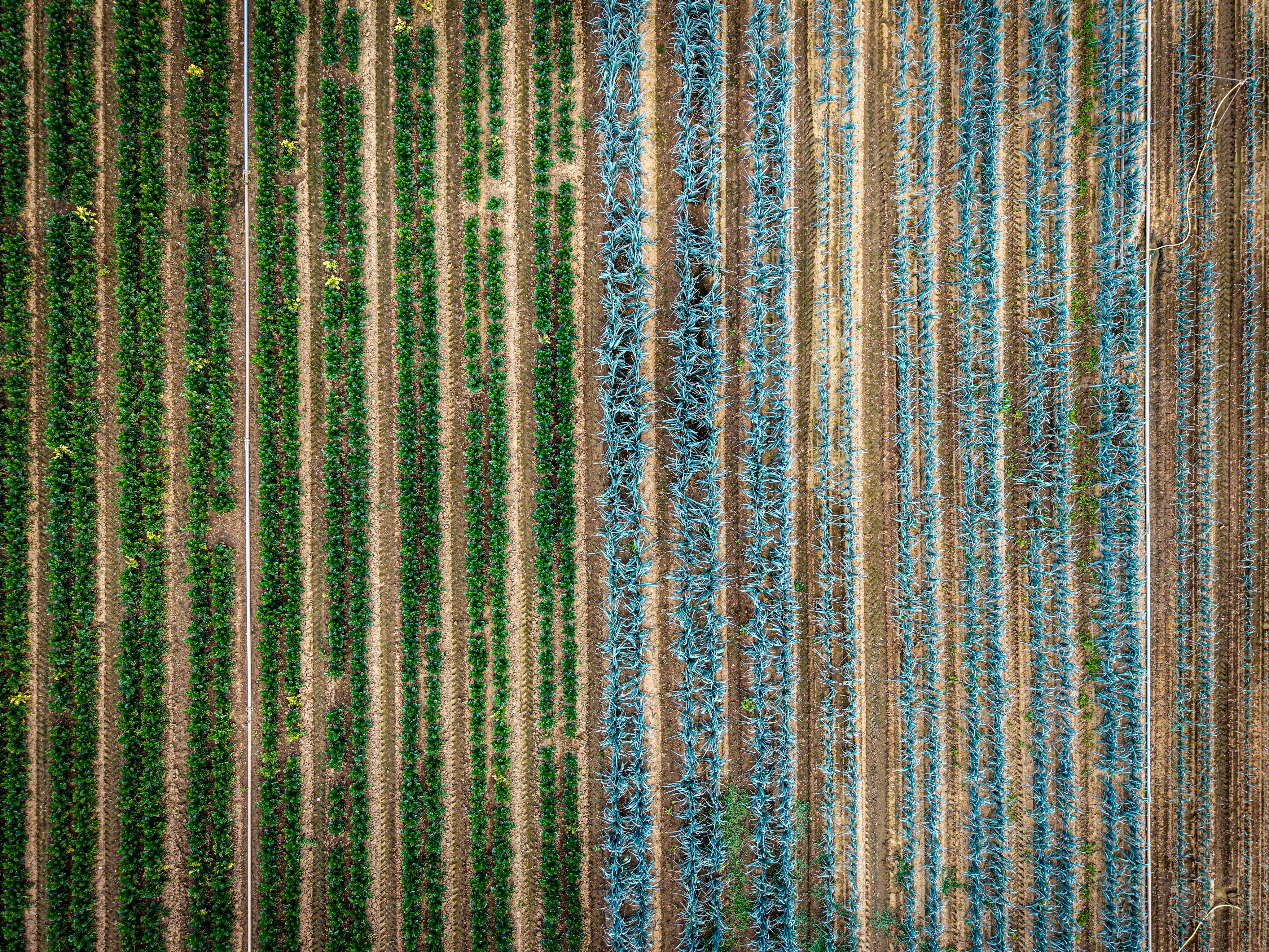 An aerial view of parallel rows of green and blue agave plants in fields