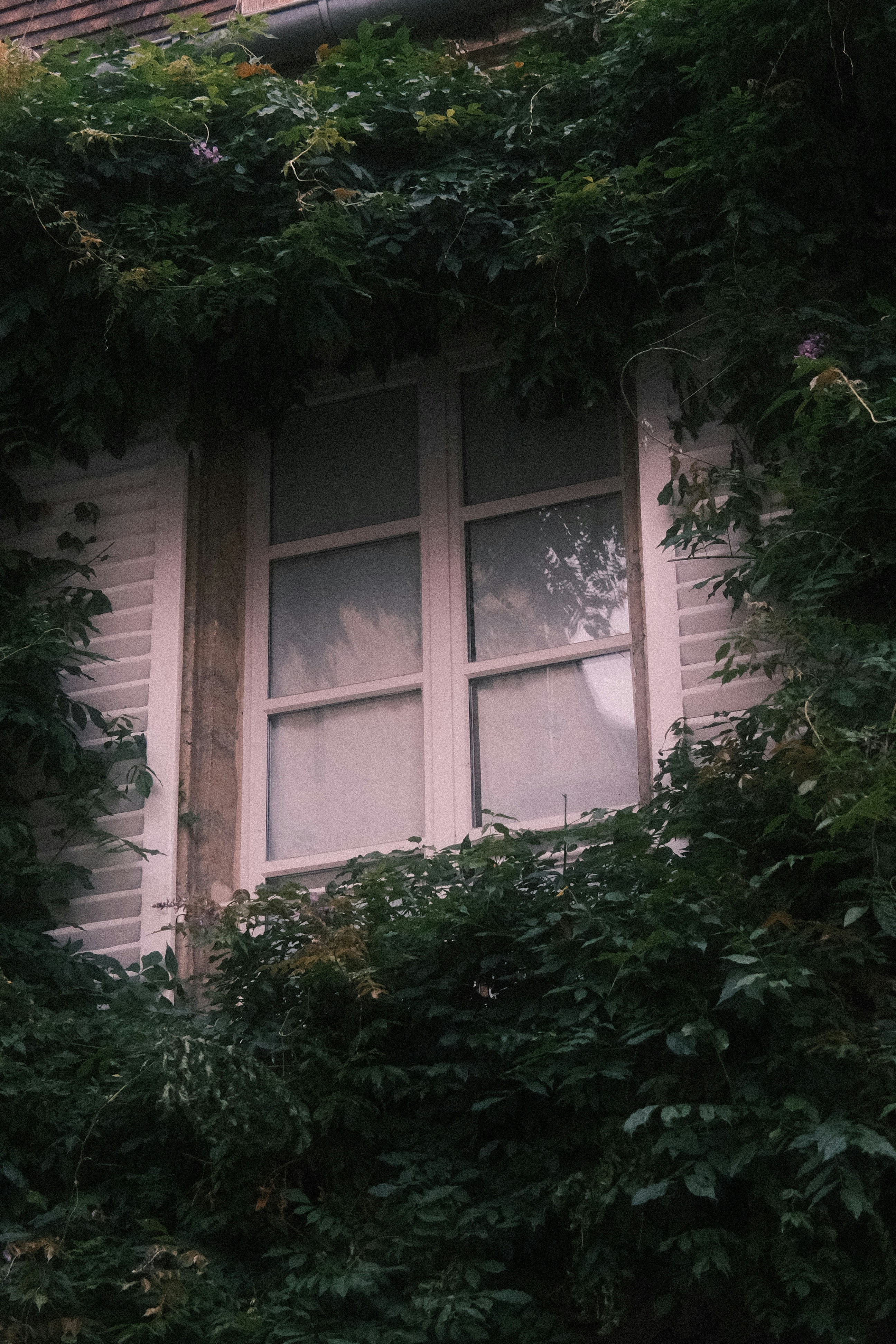A white window frame surrounded by dense green ivy on a building wall