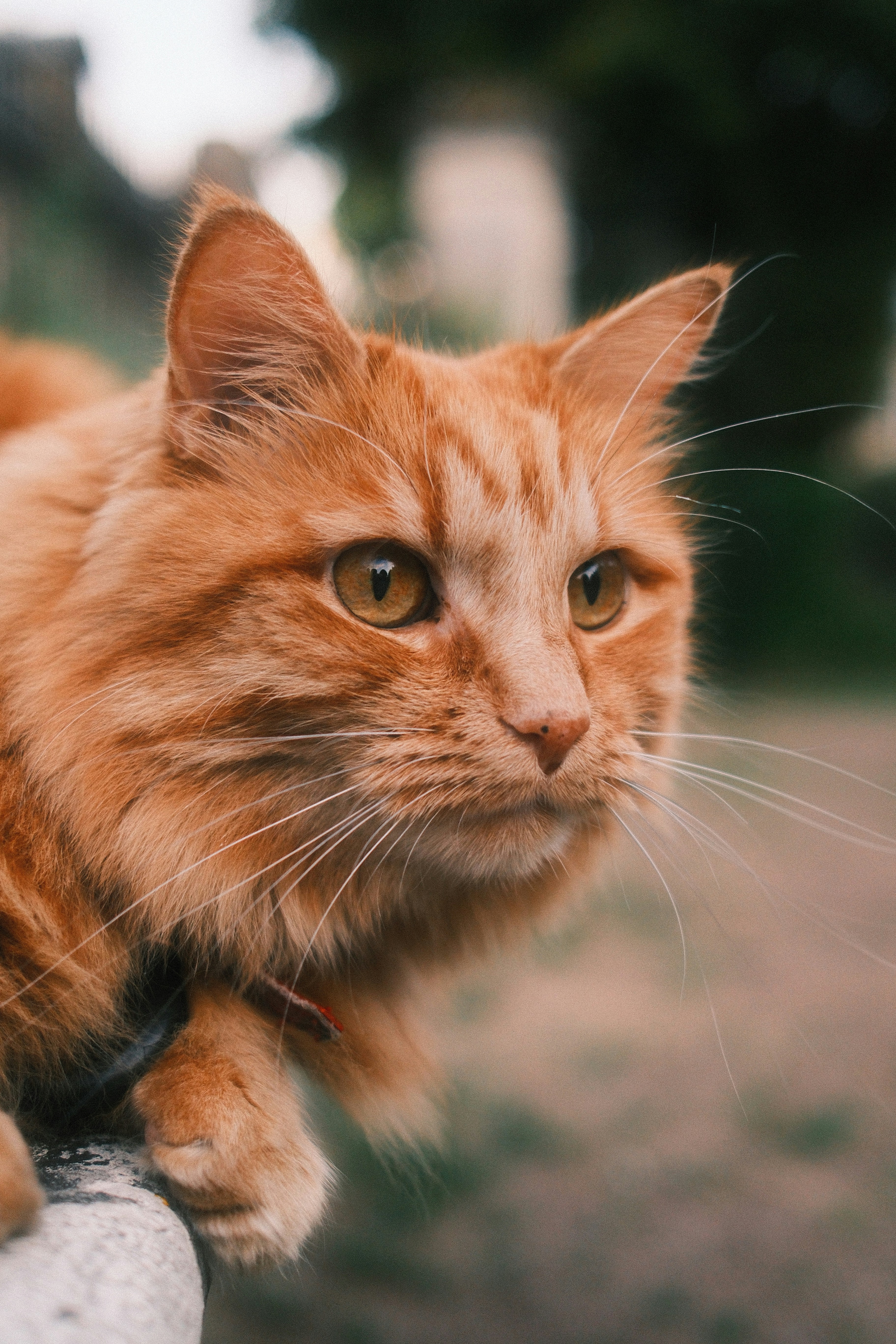 A fluffy orange cat with amber eyes looking to the side outdoors